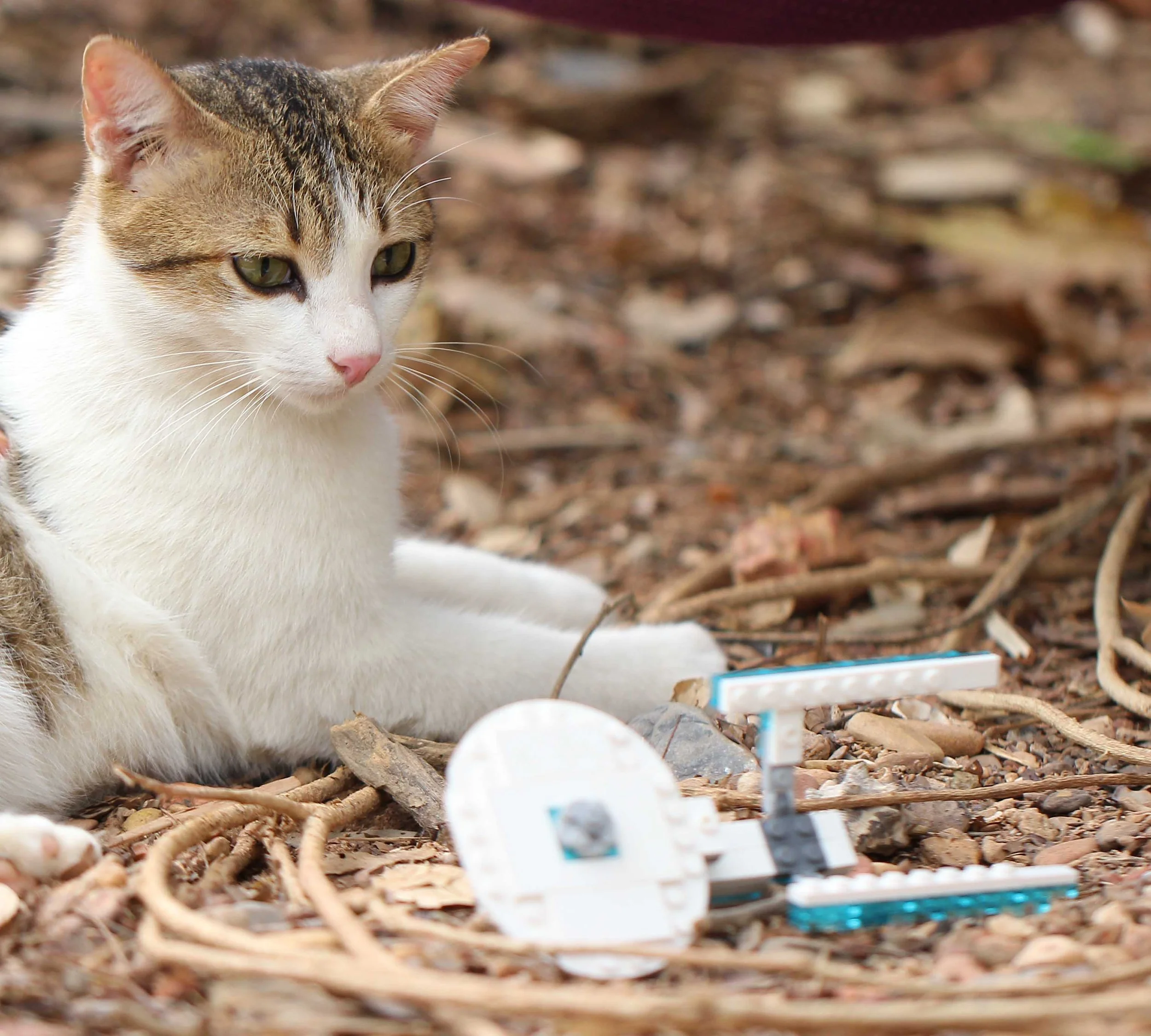 2015 Koh Lanta Songkran with friends from ISB (418).JPG