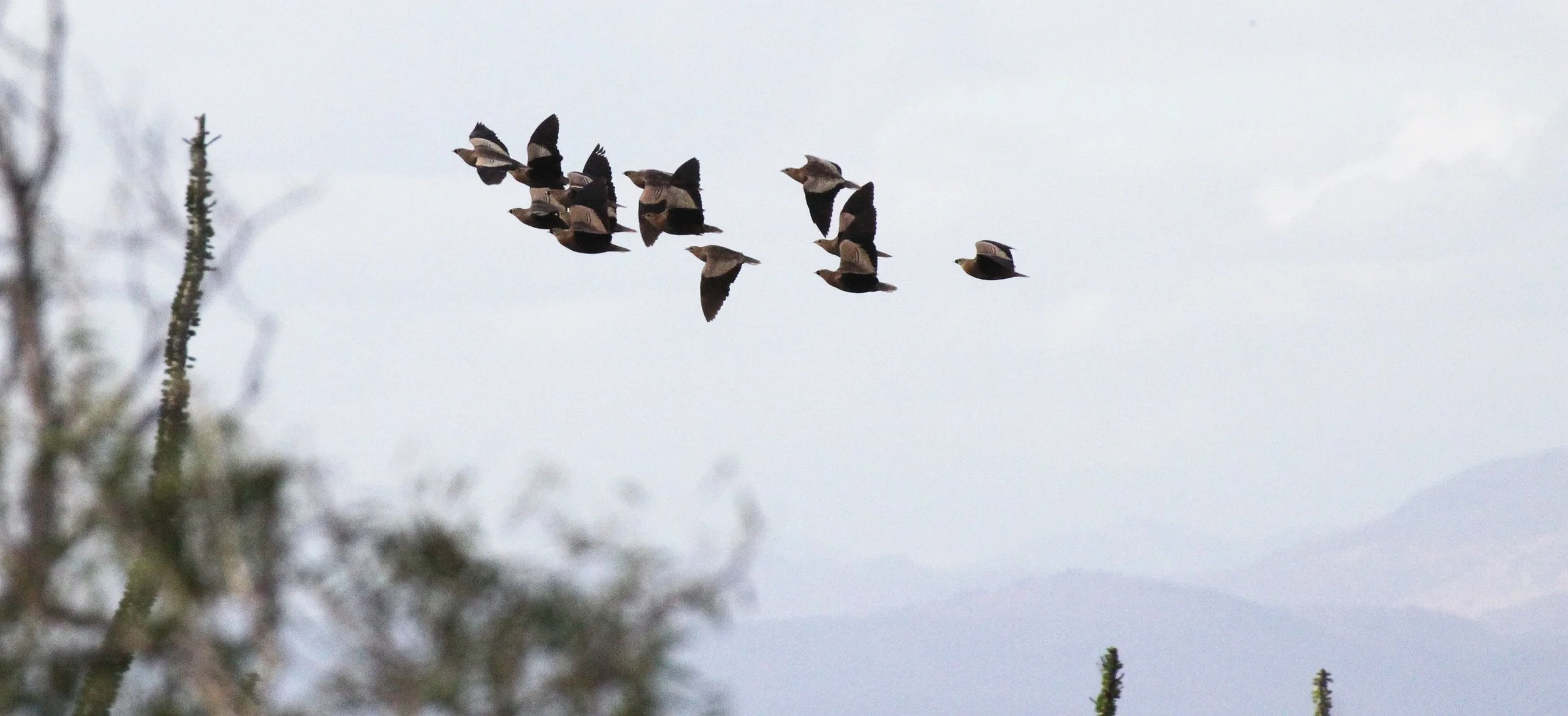 Madagascar Sandgrouse (Pterocles personatus) Berenty Reserve Madagascar (1).JPG