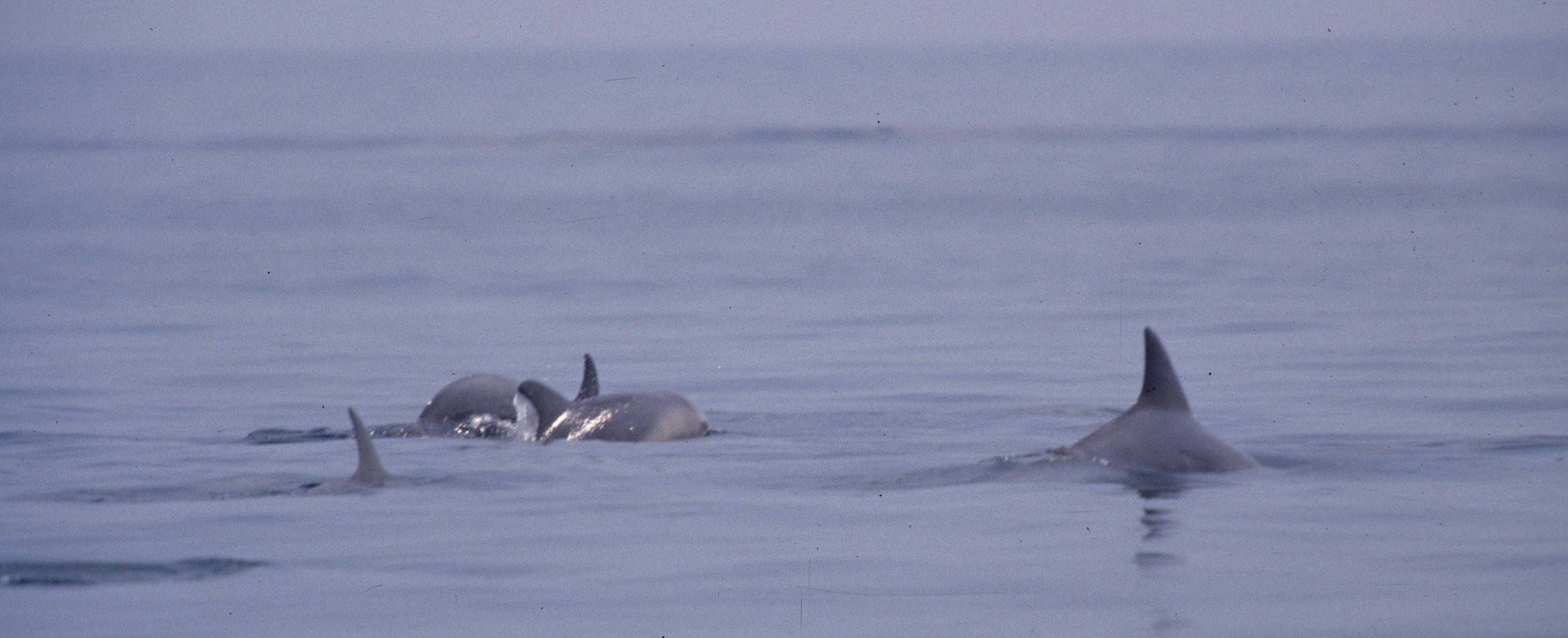 CETACEAN - DOLPHIN - SPECIES A - KOMODO INDONESIA A.jpg