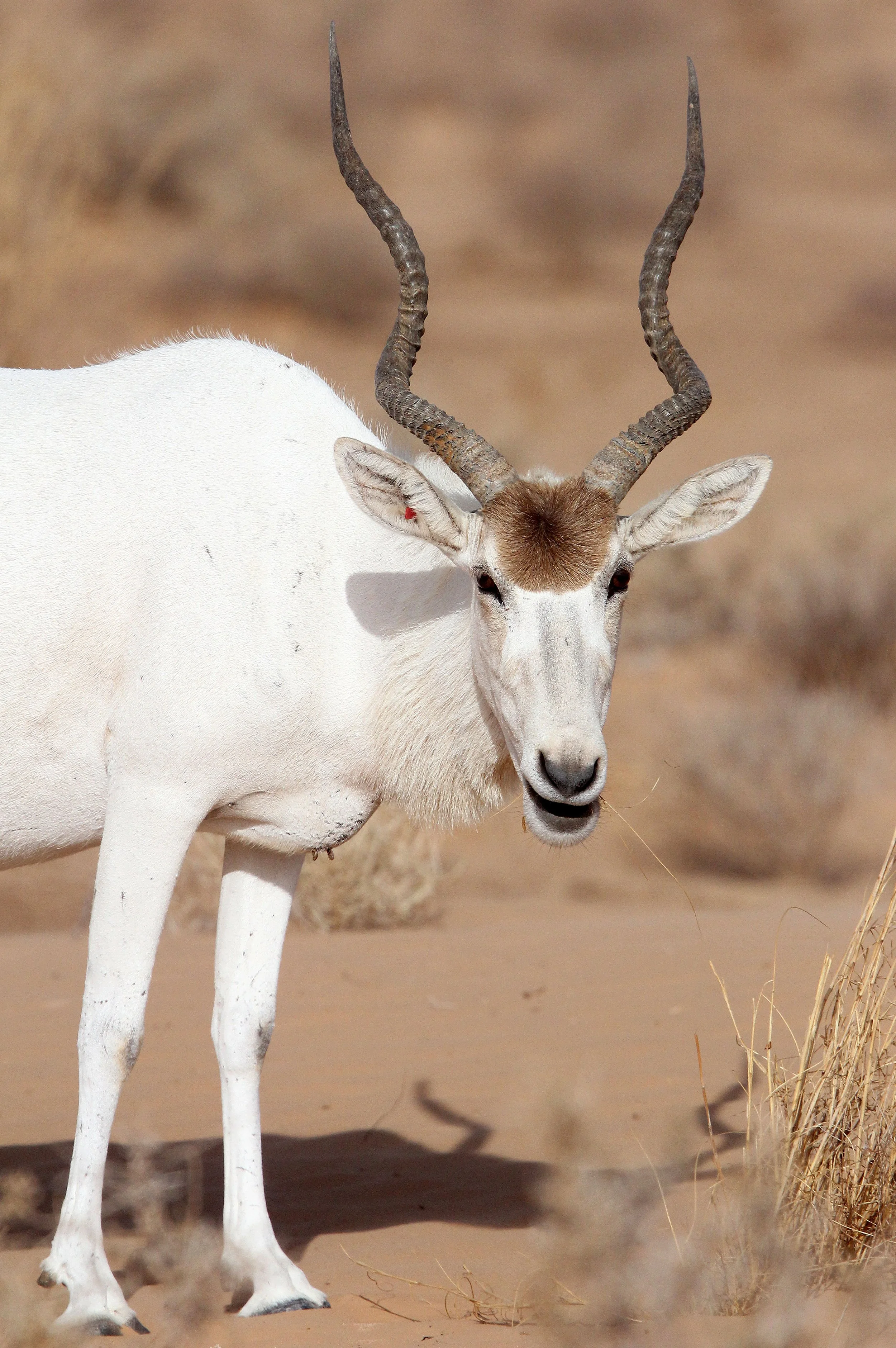 ADDAX - Addax nasomaculatus - JEBIL NATIONAL PARK TUNISIA (104).JPG