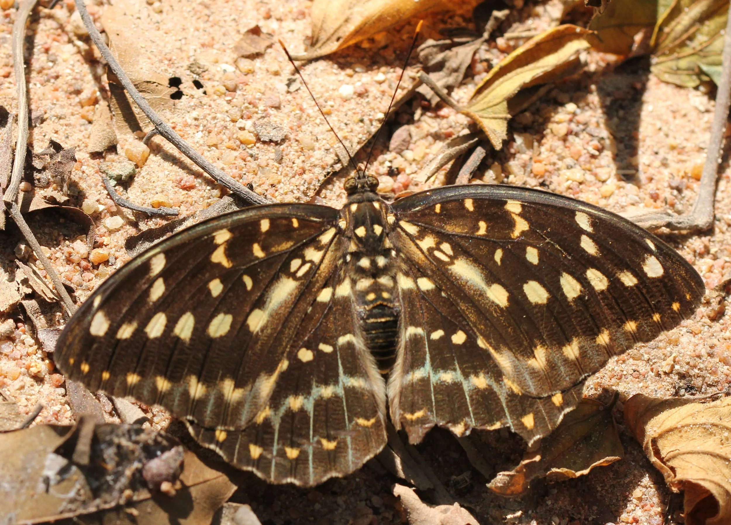 Common Archduke butterfly (female), specifically identified as a member of the Lexias genus.