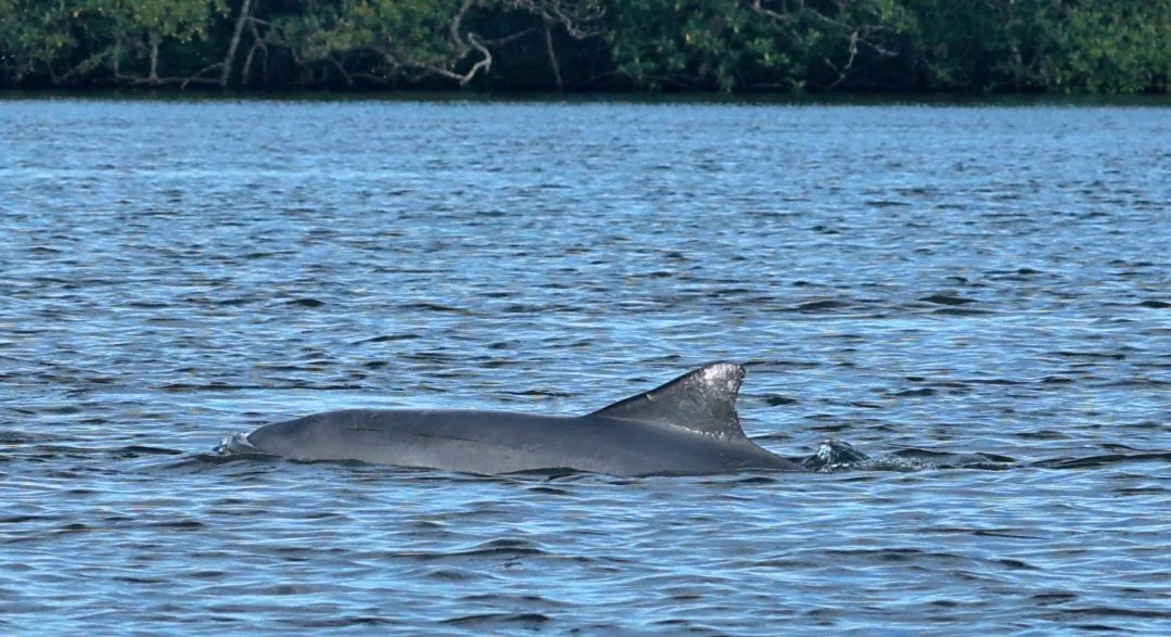 Guiana Dolphin (Sotalia guianensis) Superagüi National Park, Brazil (22).jpg
