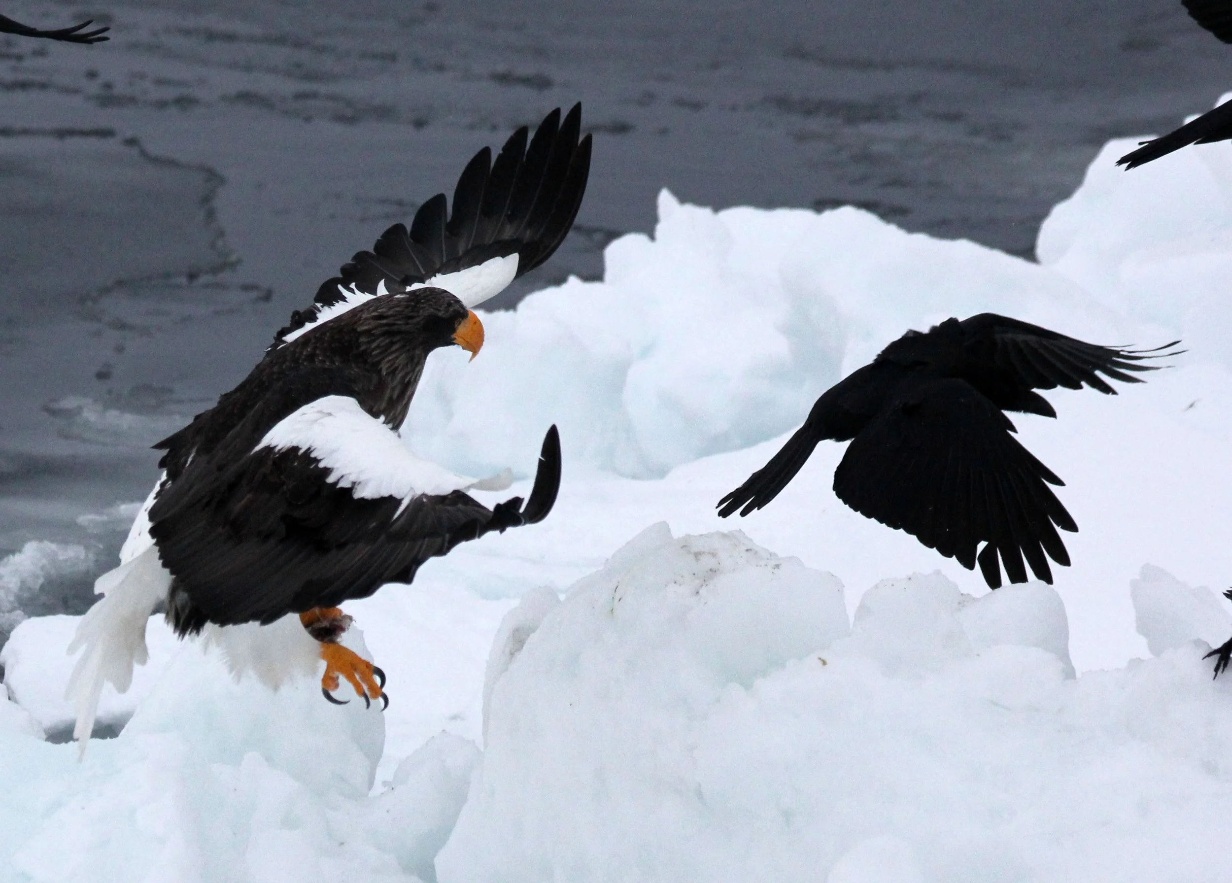 BIRD - EAGLE - STELLER'S SEA EAGLE - RAUSU, SHIRETOKO PENINSULA & NATIONAL PARK - HOKKAIDO JAPAN (84).JPG