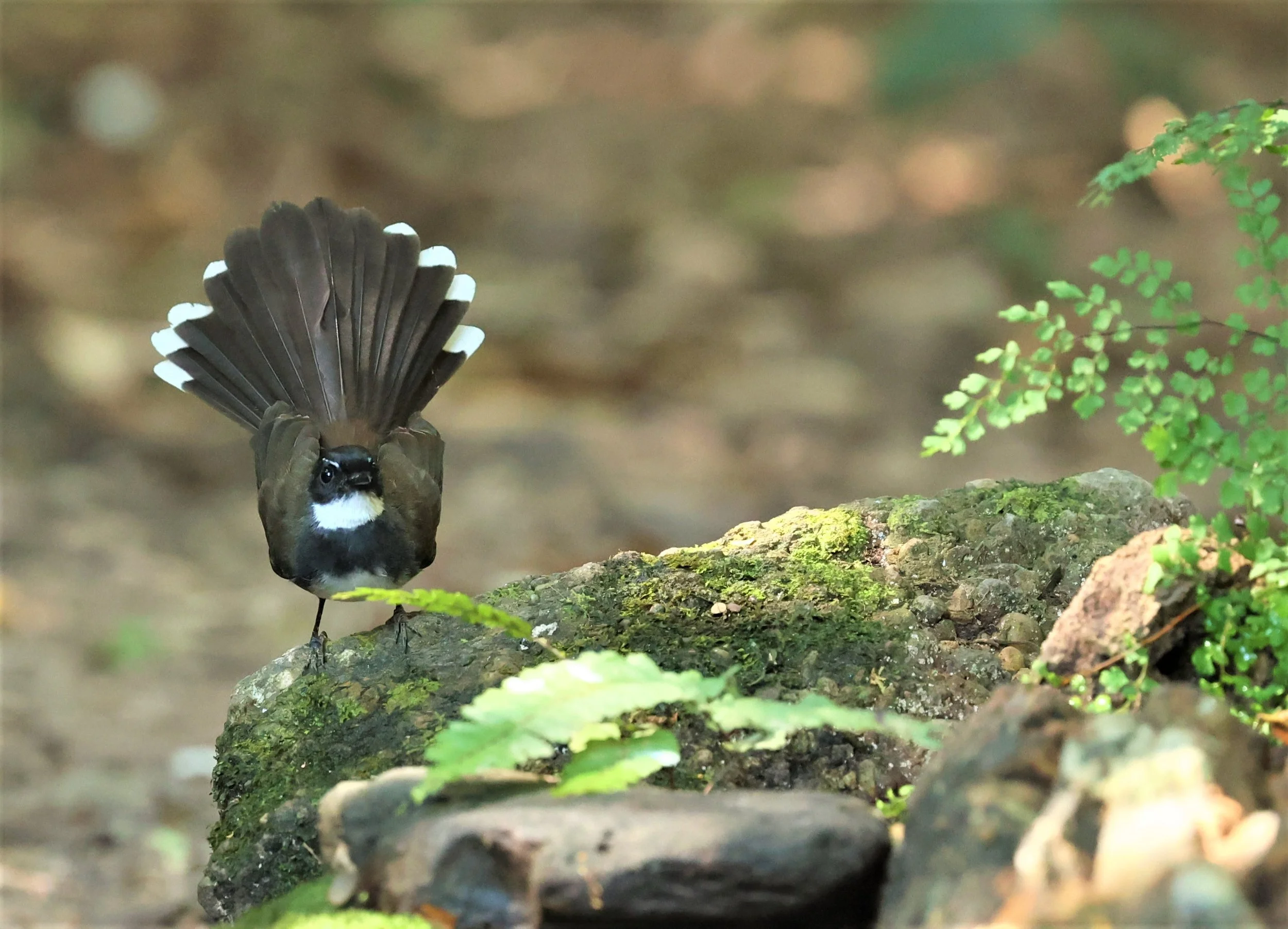 FANTAIL - PIED FANTAIL - Rhipidura javanica - PETCHABURI PROVINCE - NUY HIDE NEAR KAENG KRACHAN JAN 2022 (15).jpg