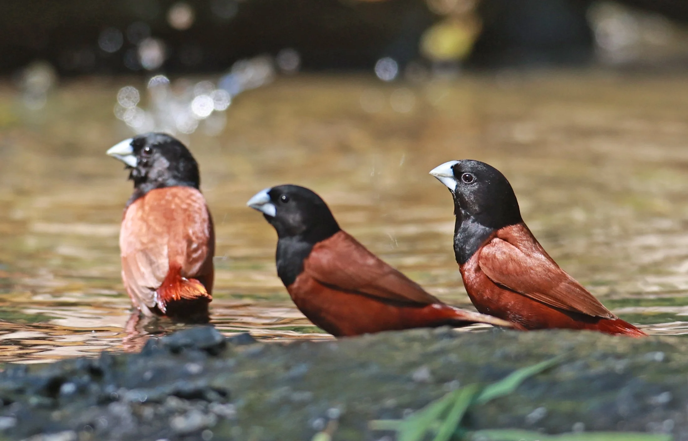 Munia - Black-headed Munia - Lonchura malacca - Bang Pu Mangrove Forest Reserve, Samut Prakan March 30, 2024 (65).jpg