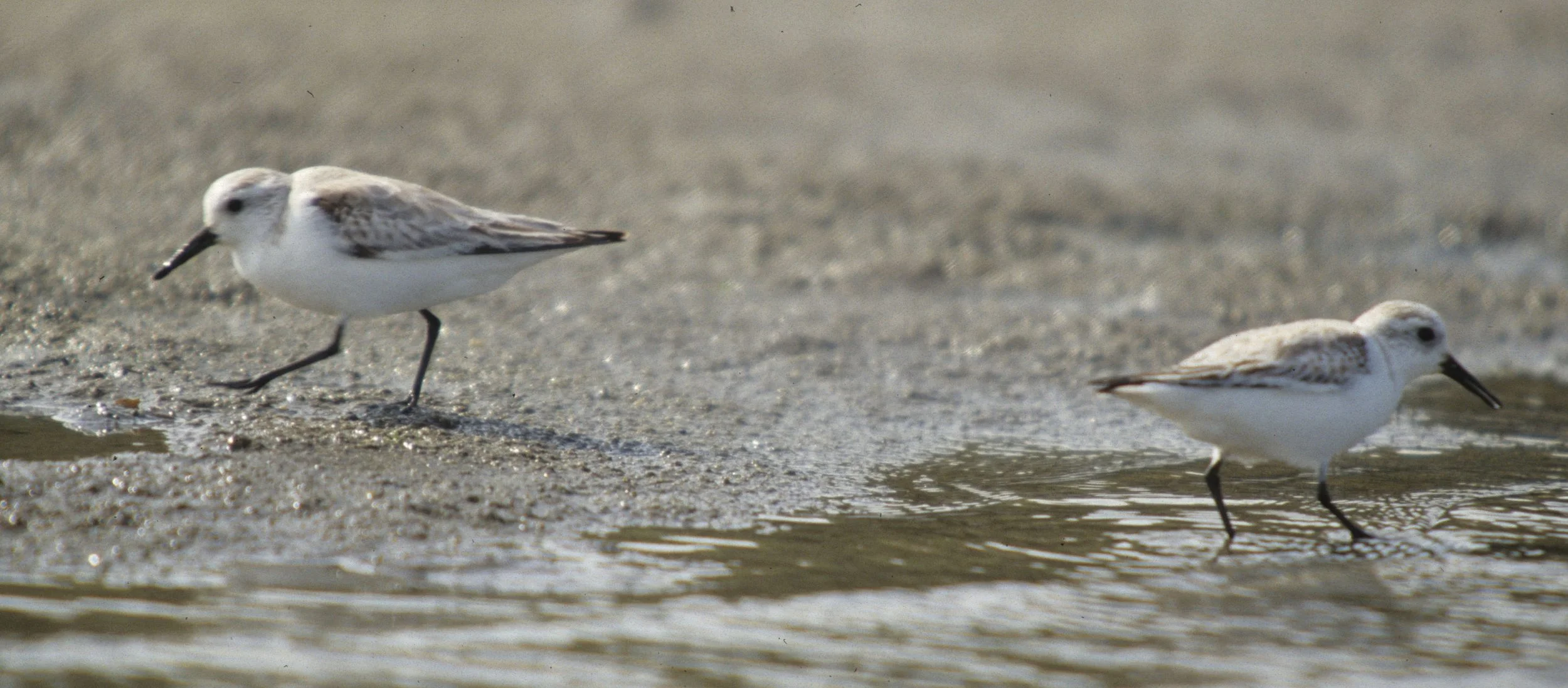 BIRD - SANDERLING - BODEGA BAY D.jpg