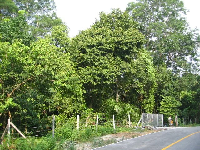 KOH LANTA - PROPERTY - 2005 (103).jpg