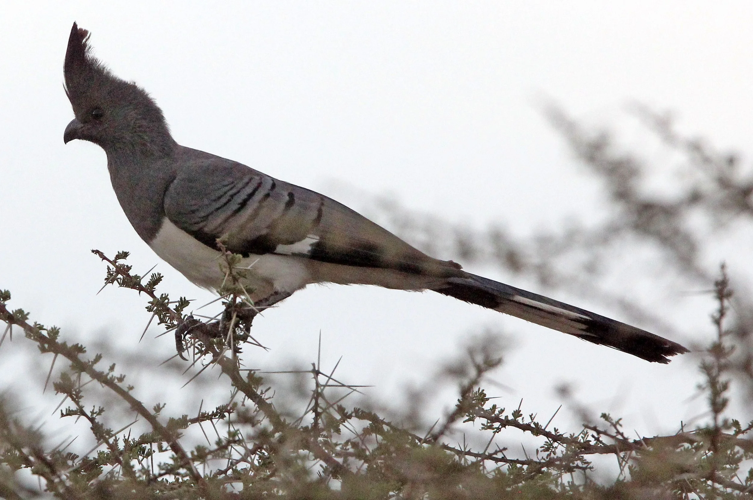 White-bellied Go-away-bird (Crinifer leucogaster) Samburu NP Kenya (8).JPG