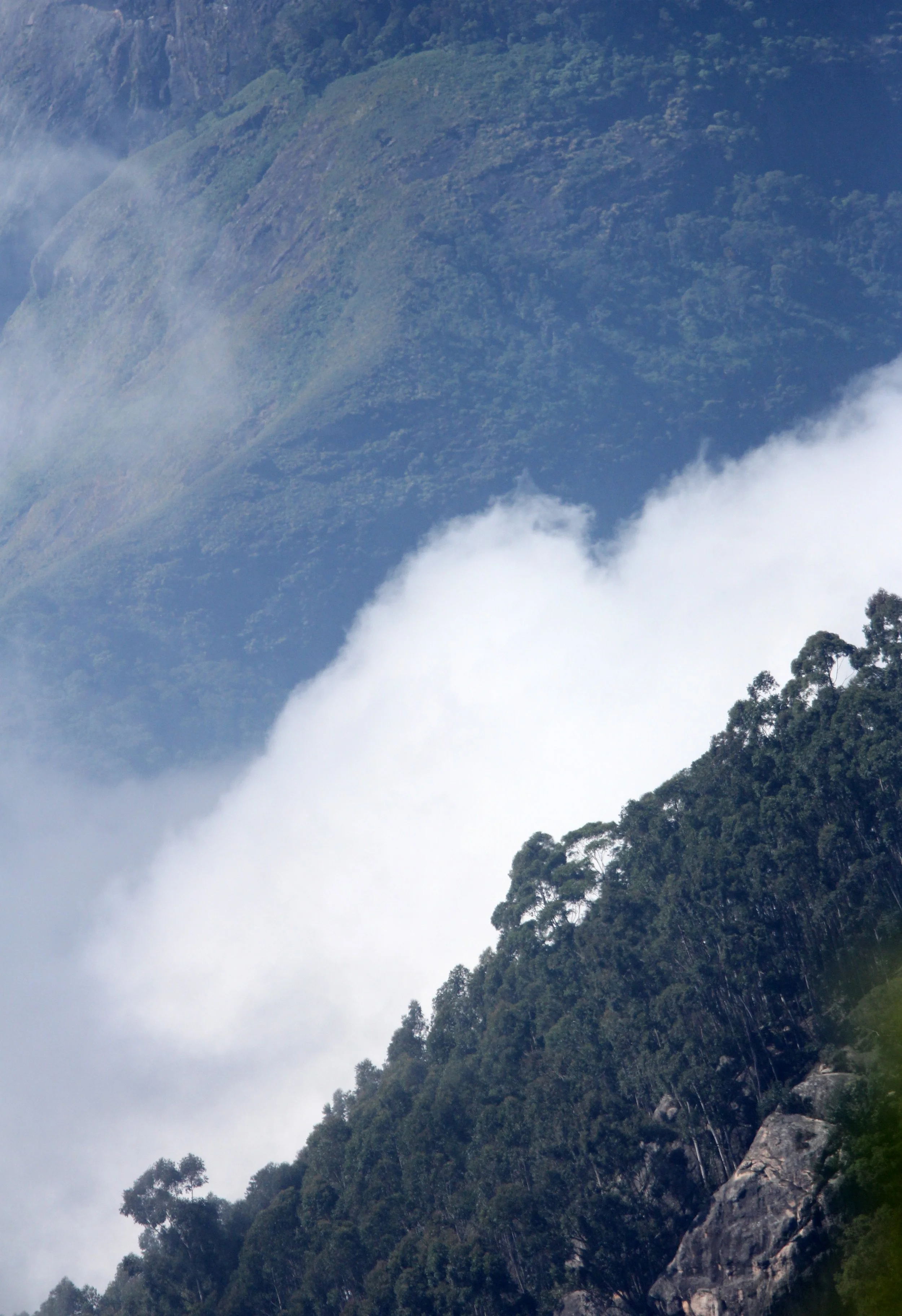 PAMPADUM SHOLA NATIONAL PARK KERALA INDIA (15).JPG