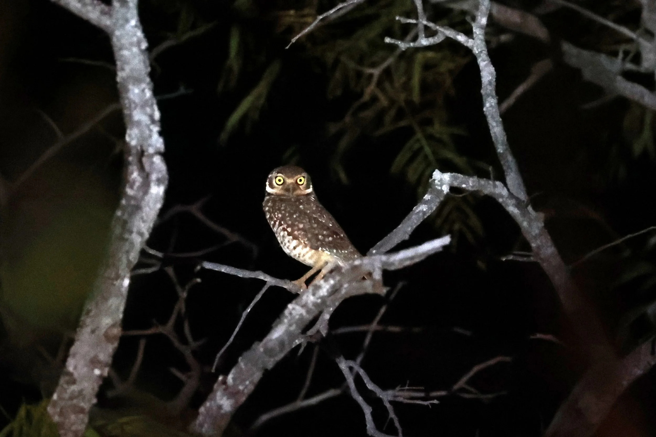 Owl - Burrowing Owl - Athene cunicularia - Emas National Park, Goias State, Brazil (1).jpg
