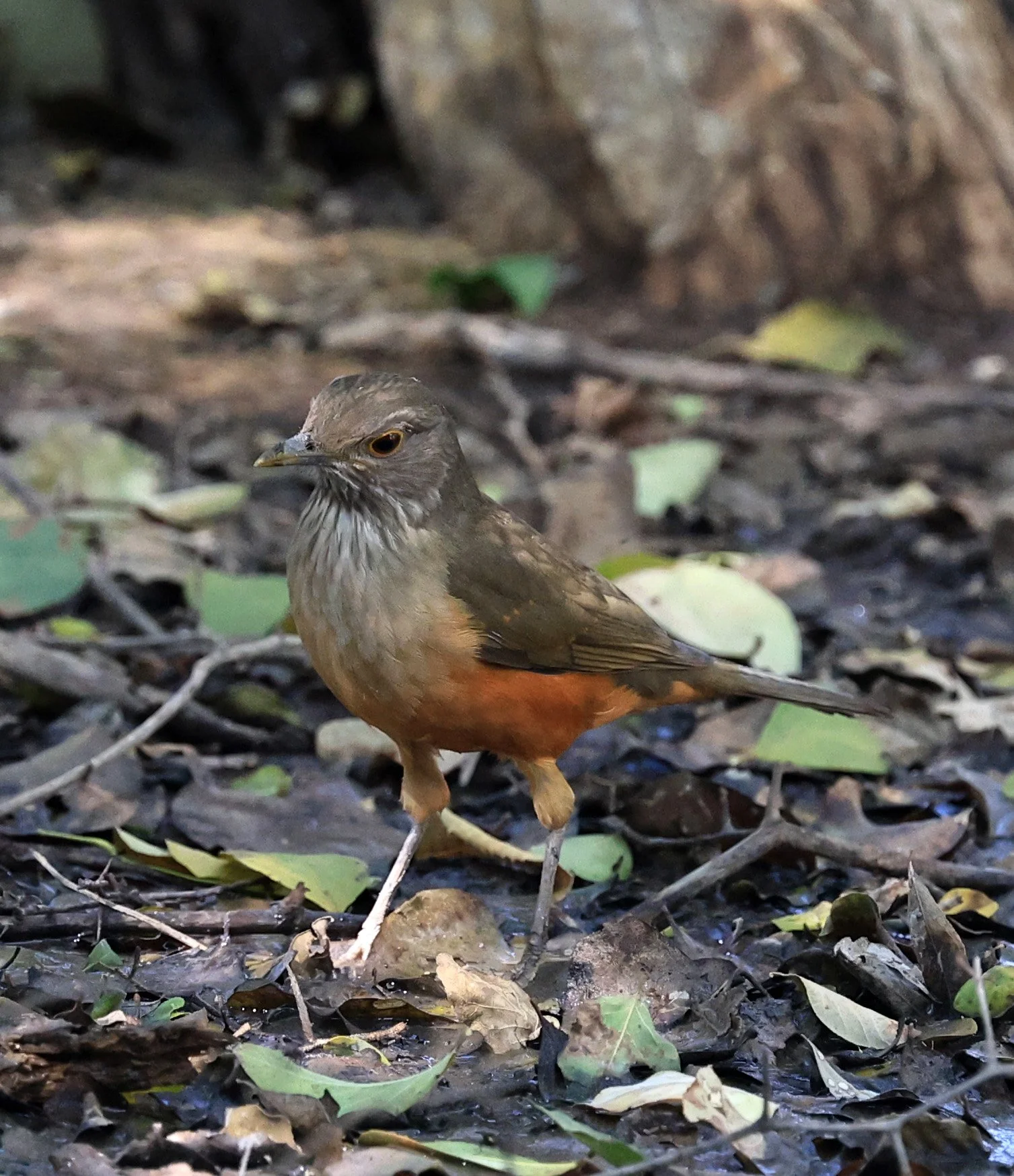 Rufous-bellied Thrush (Turdus rufiventris) Agua Dulce Paraguay (1).jpg