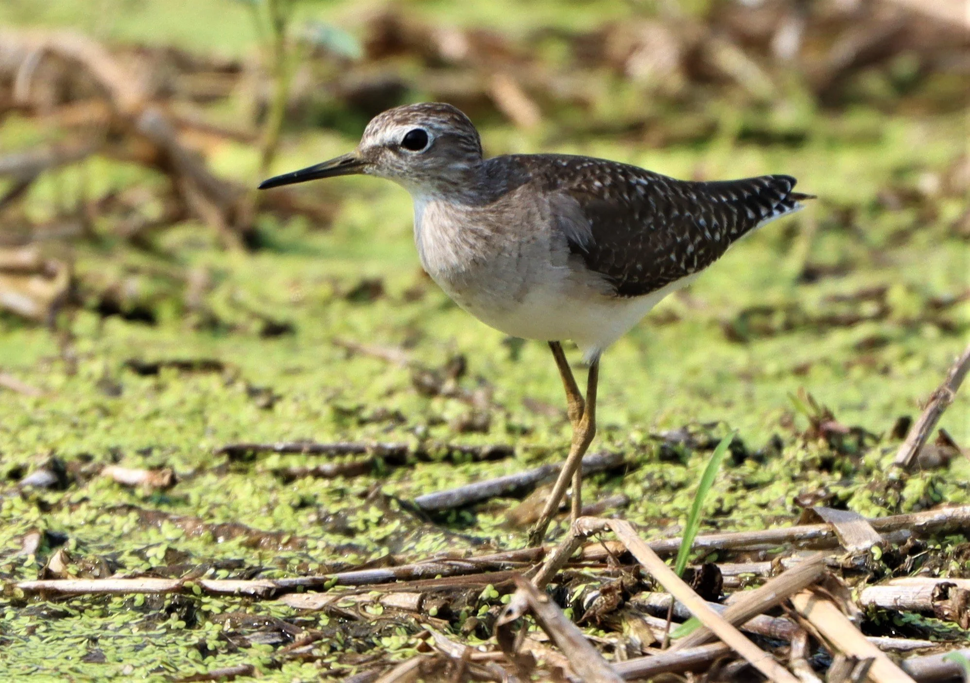 SANDPIPER - WOOD SANDPIPER - Tringa glareola - LAT KRABANG WETLANDS NEAR BKK (13).jpg