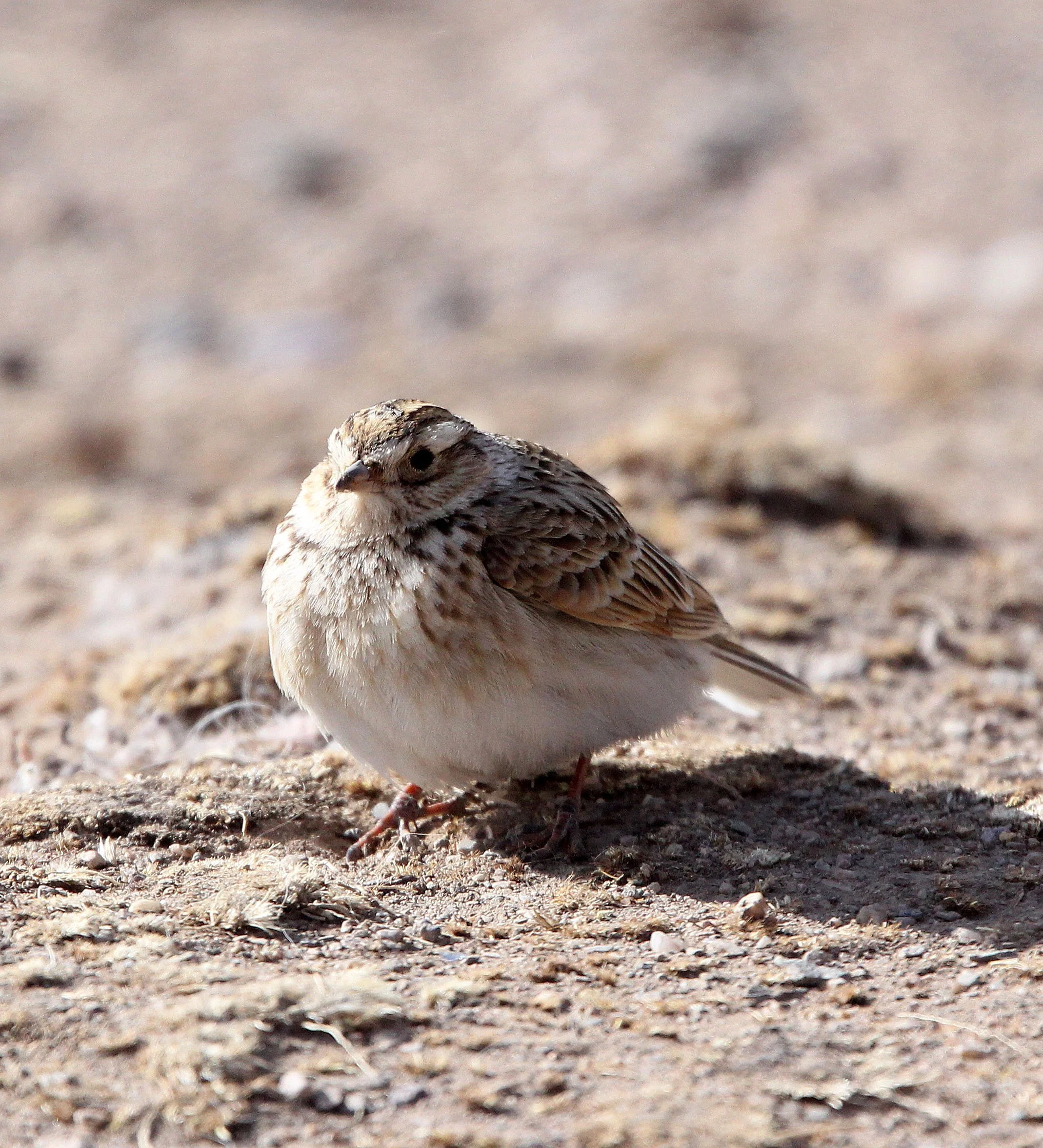 Blyth's Pipit (Anthus godlewski) Qinghai Lake, China (4).JPG