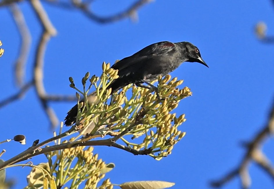 Variable Oriole (Icterus pyrrhopterus) Estancia Campo'í Paraguay (53).jpg