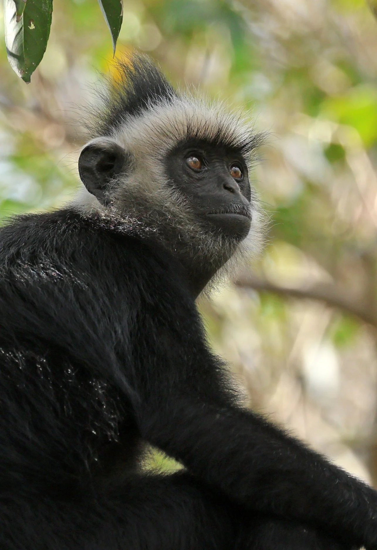 Laotian Langur or White-browed Black Langur (Trachypithecus laotum) The Rock Viewpoint, Khammouane Province Laos (144).jpg