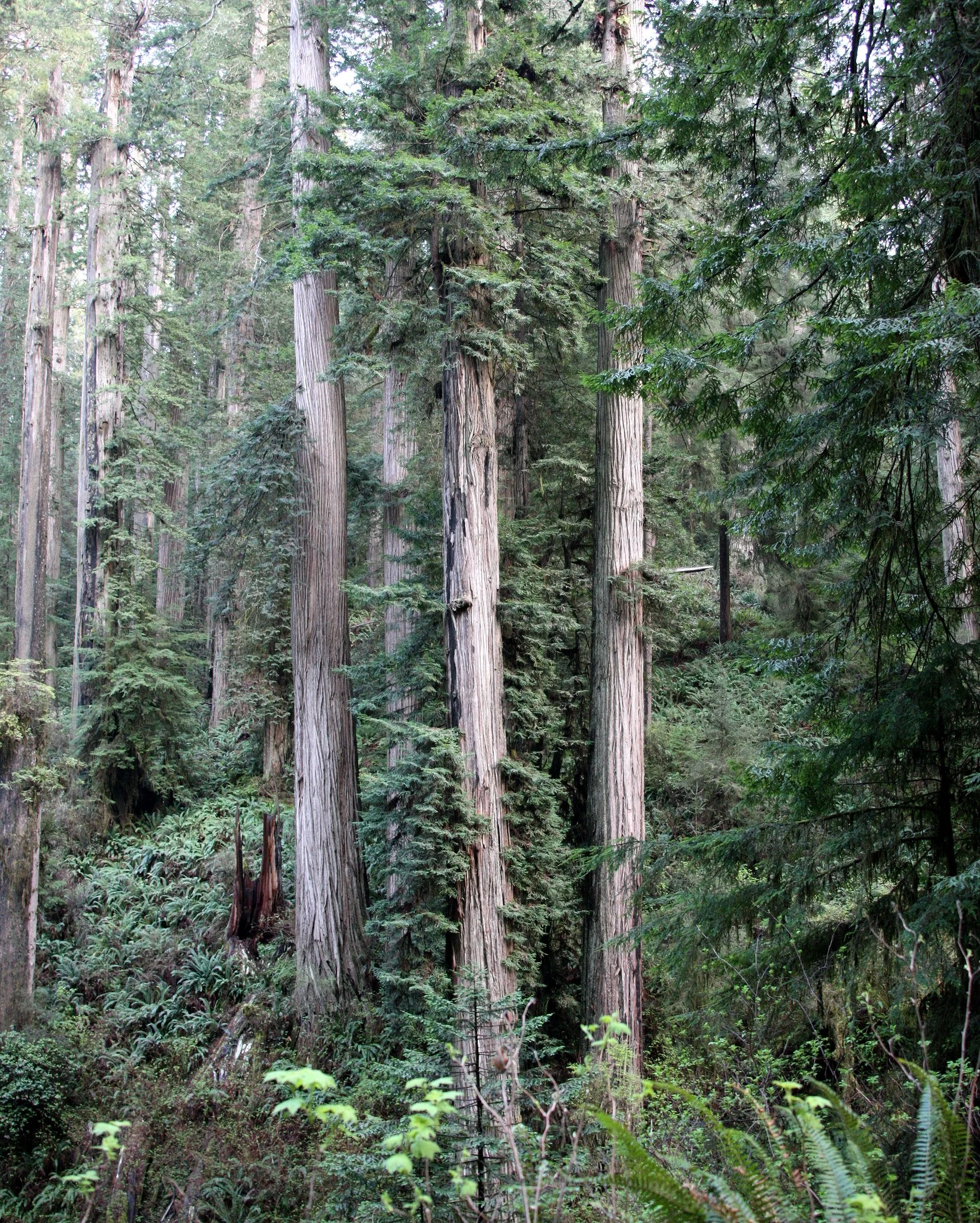 JEDIDIAH SMITH REDWOODS STATE PARK CALIFORNIA (31).JPG