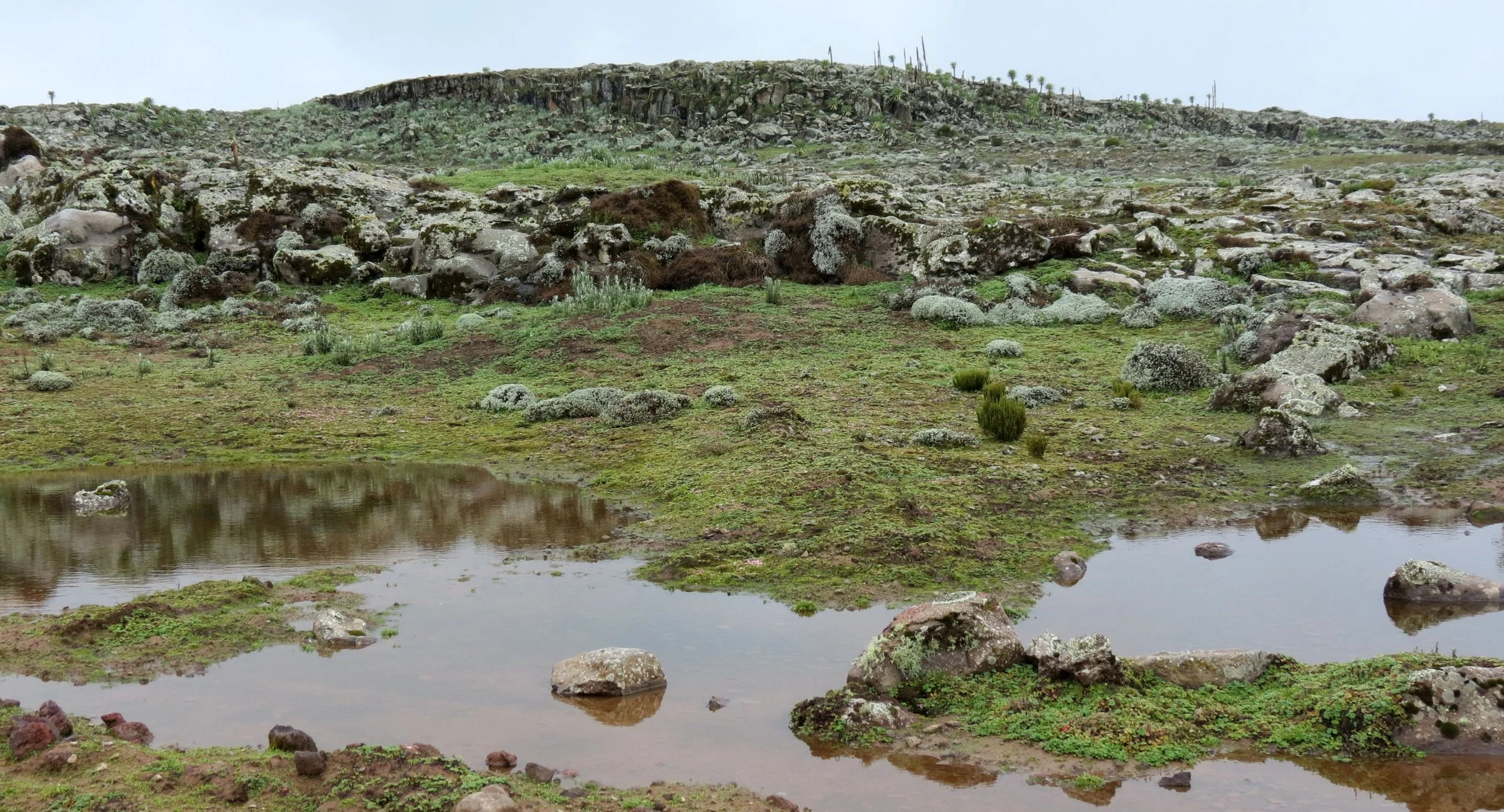 BALE MOUNTAINS NATIONAL PARK - SANETTI PLATEAU - ETHIOPIA (36).JPG