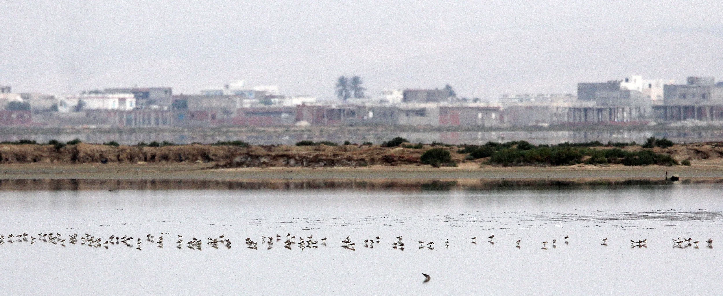 BIRD - PLOVER - KENTISH PLOVER - TUNIS TUNISIA (5).JPG
