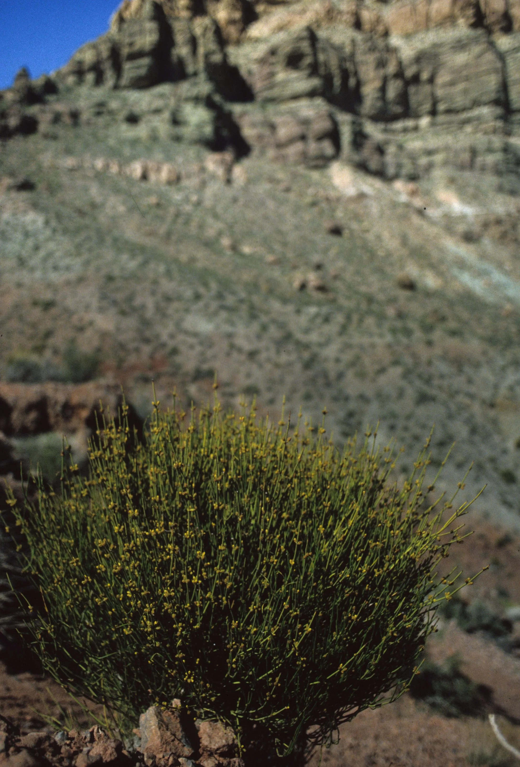 DEATH VALLEY - EPHEDRA VIRIDIS - MORMON TEA.jpg
