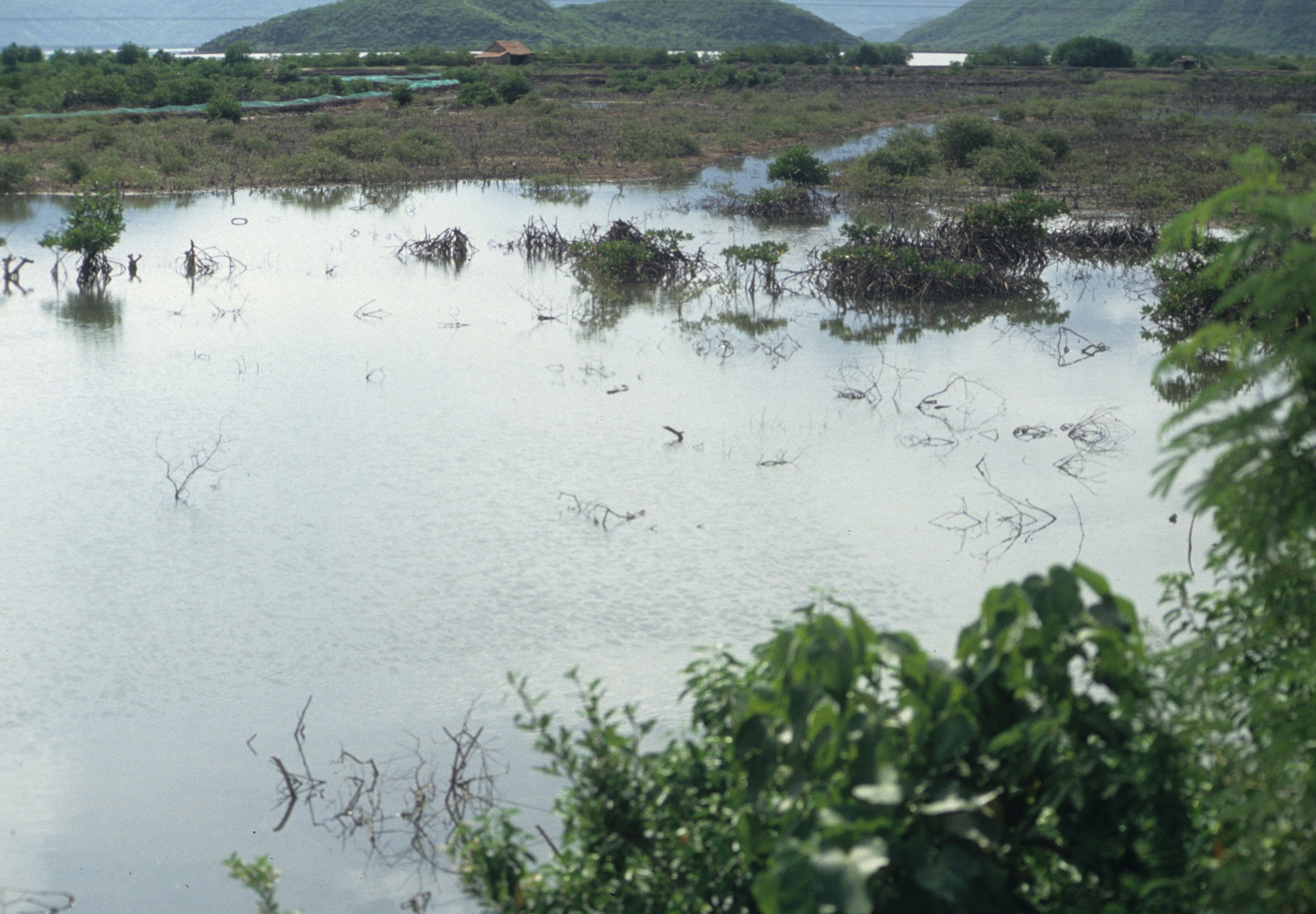 CAM RAN BAY - MANGROVE REPLANTING OPERATION.jpg