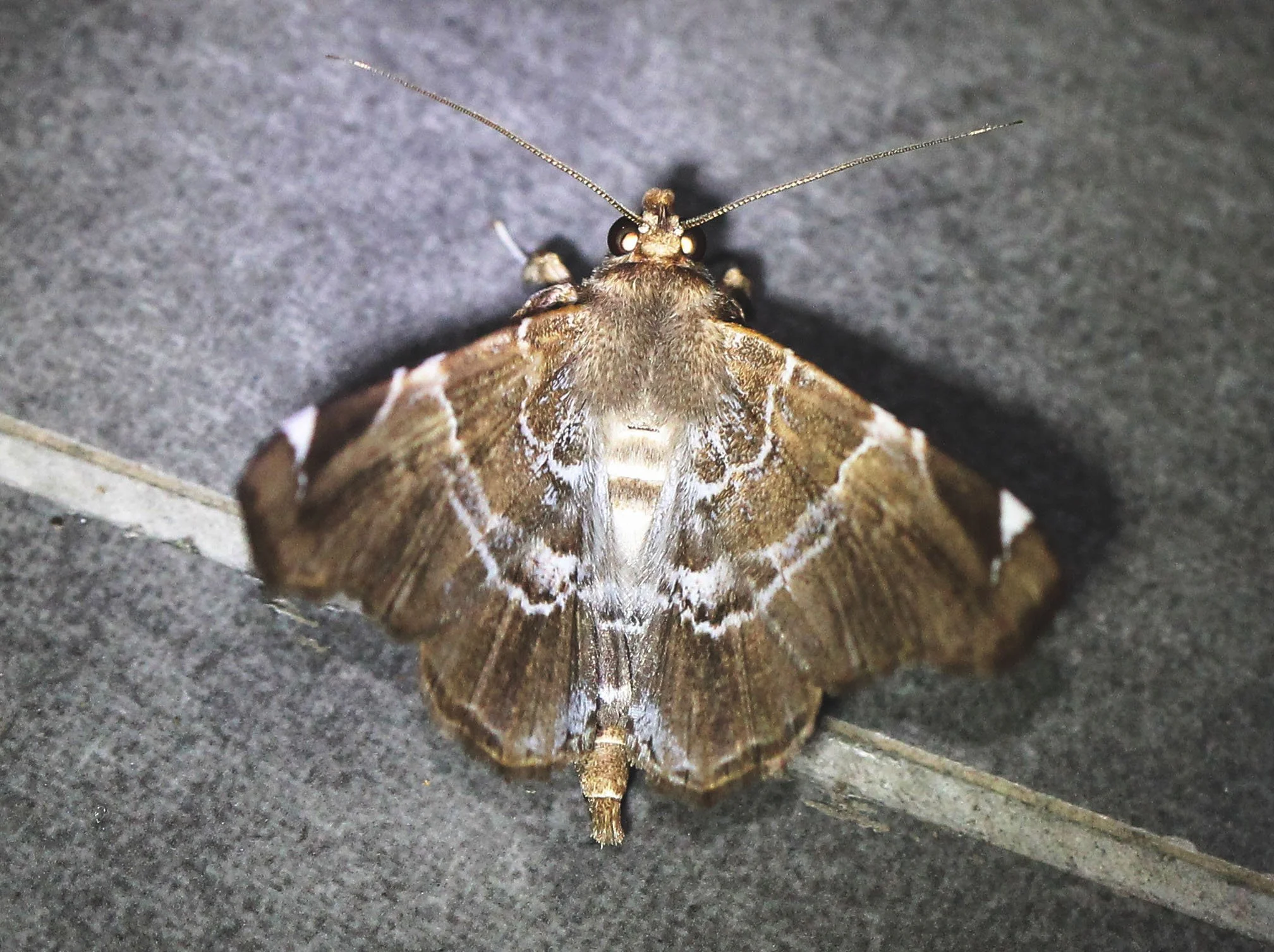 Erebidae - Claterna cydonia - Koh Lanta, Thailand