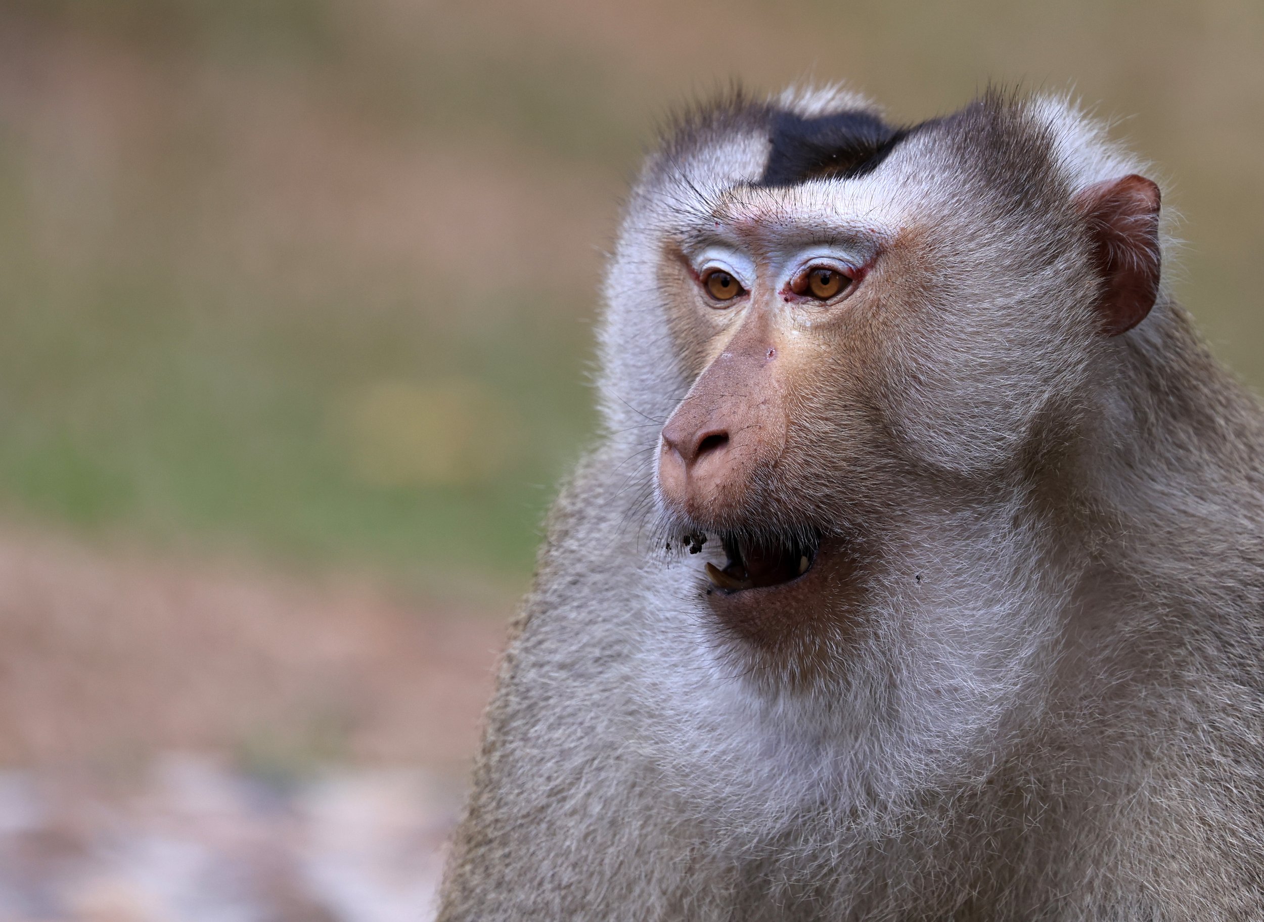 Northern Pig-tailed Macaque (Macaca leonina) Khao Yai National Park Feb 2026 Day 3 (44).jpg