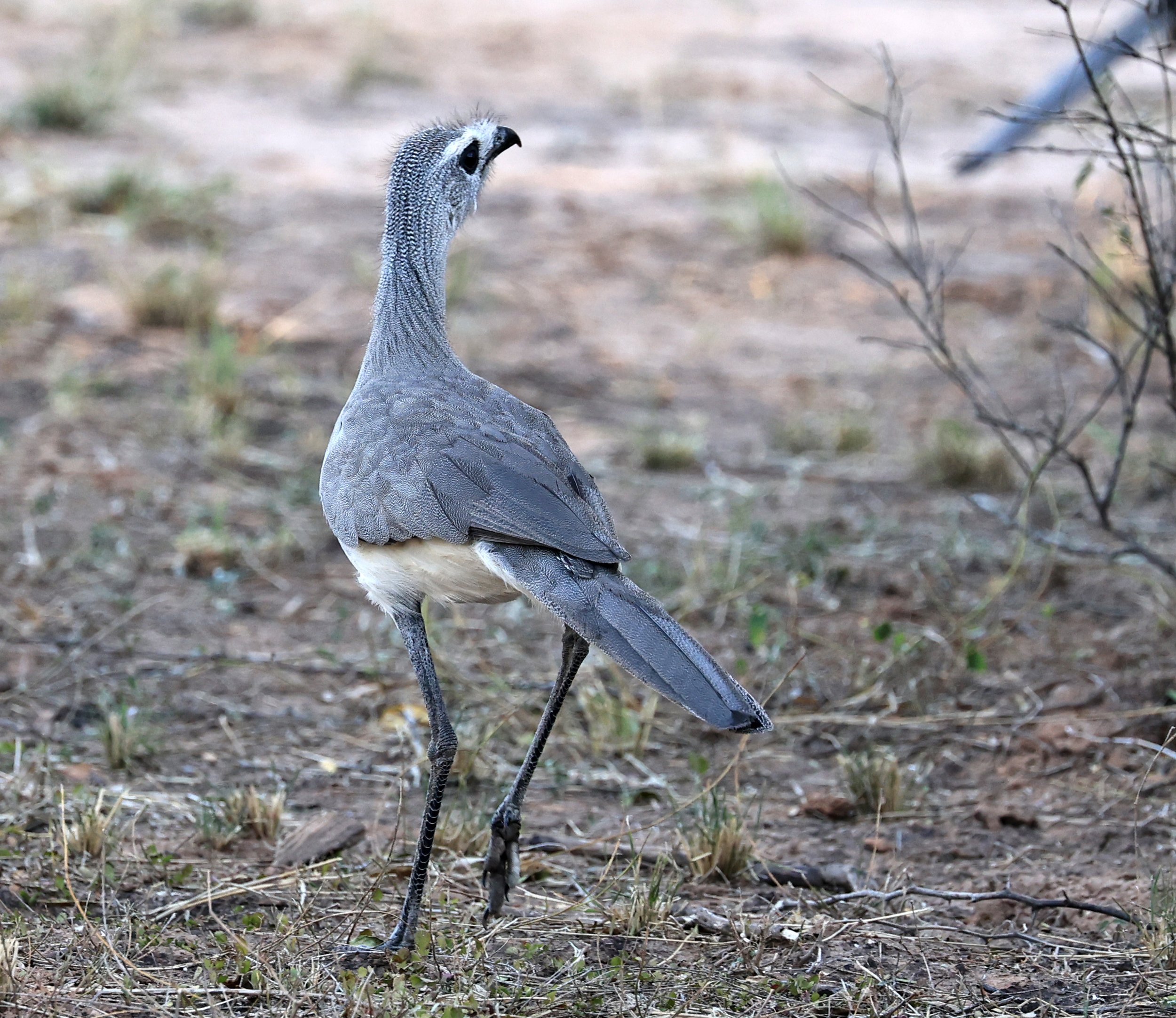 Black-legged Seriema (Chunga burmeisteri) Parque Nacional Teniente Agripino Enciso (29).jpg