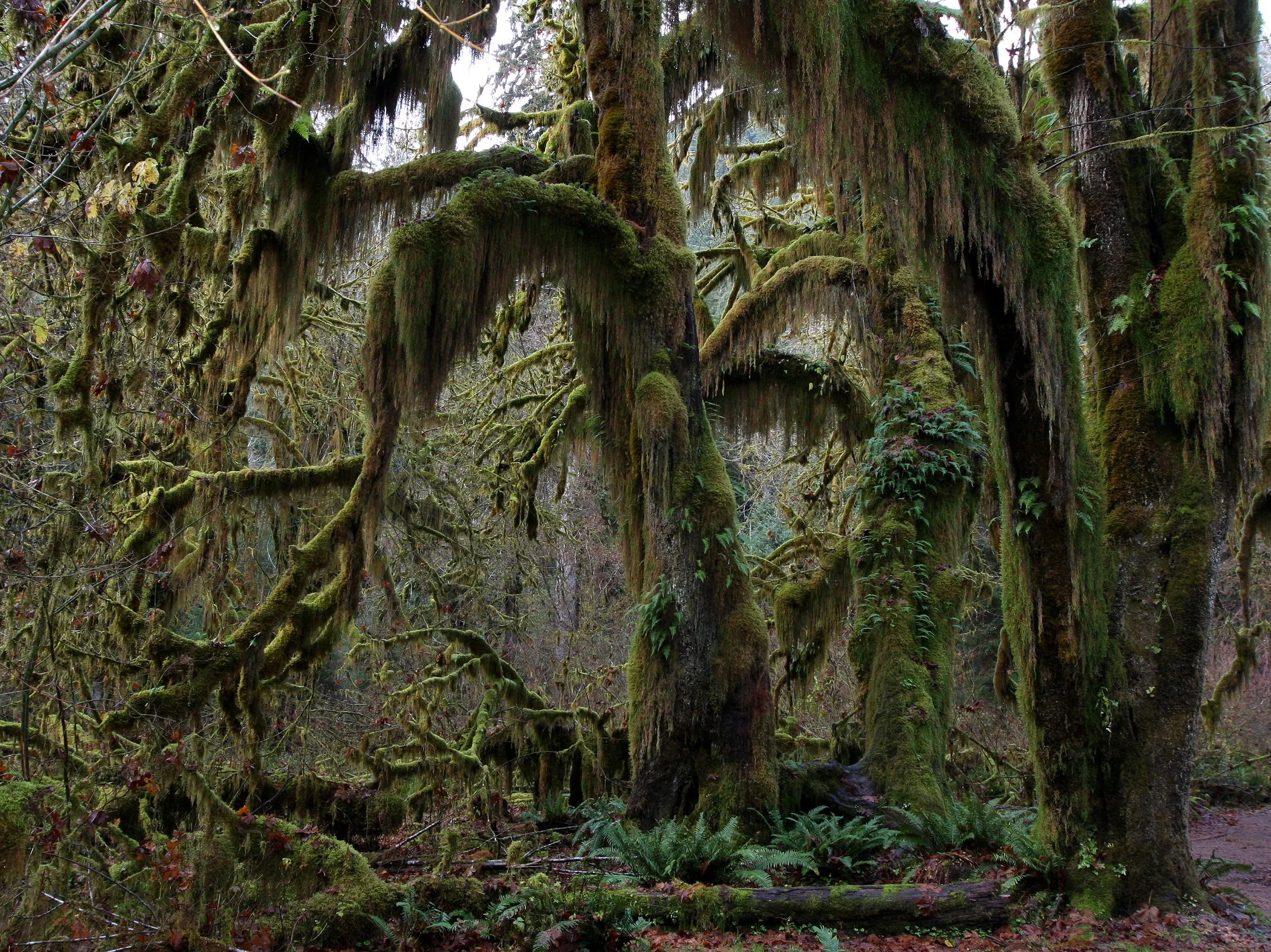 HOH RAINFOREST WA (28).JPG