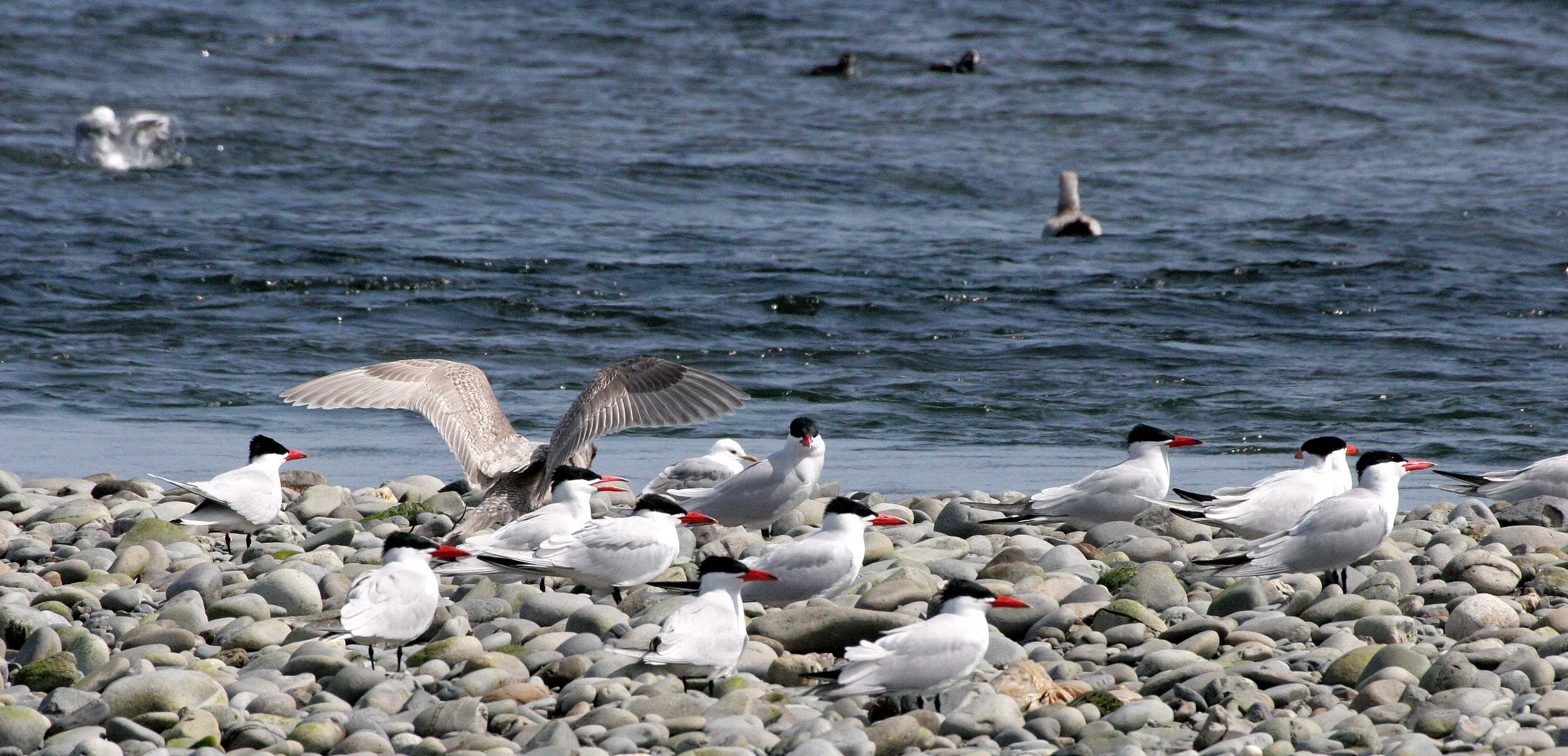 BIRD - TERN - CASPIAN TERNS - ELWHA RIVER MOUTH WA (28).JPG