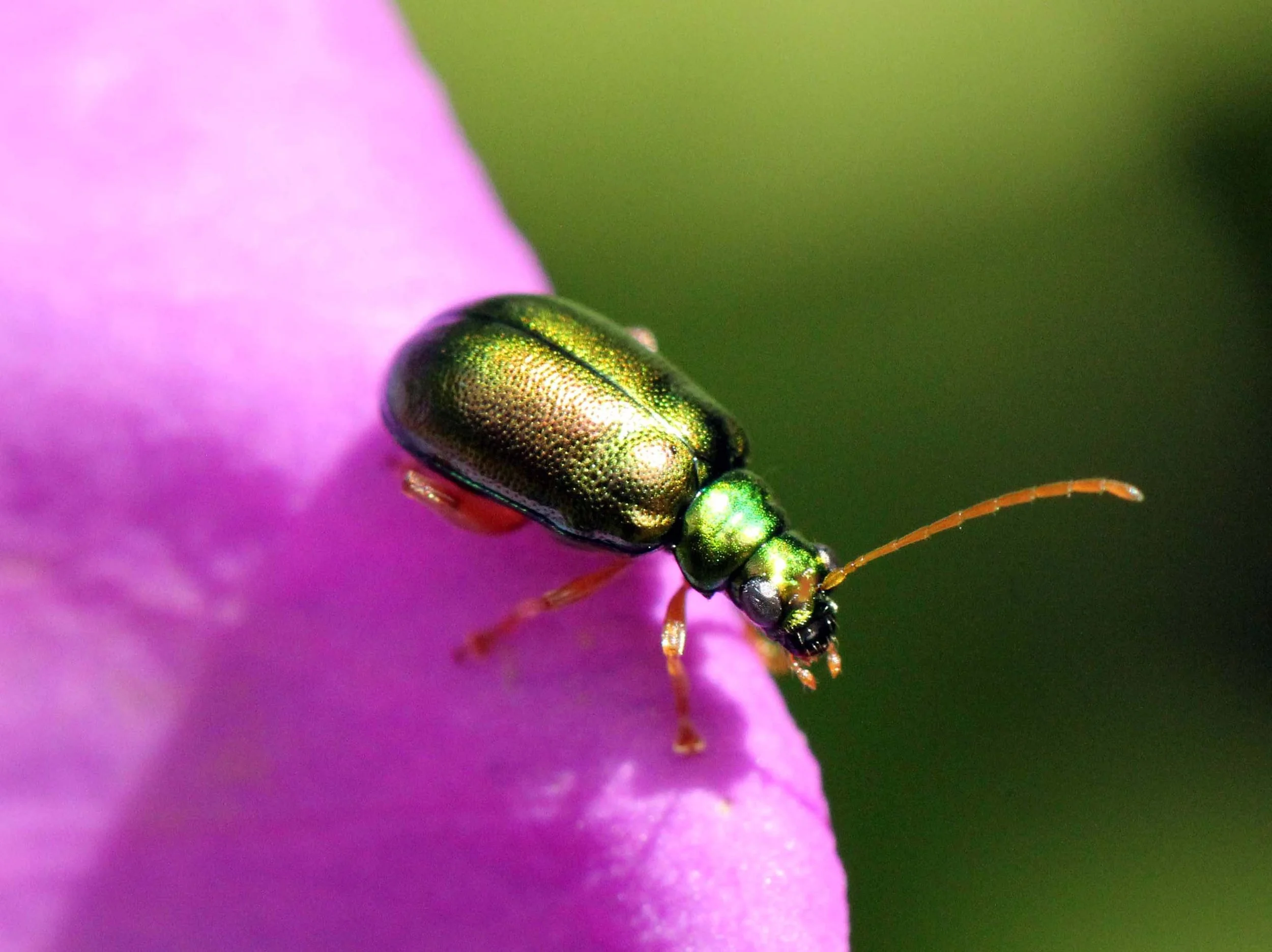 Chrysomelidae species 3 - Pampadum Shola NP, Kerala India (1).JPG