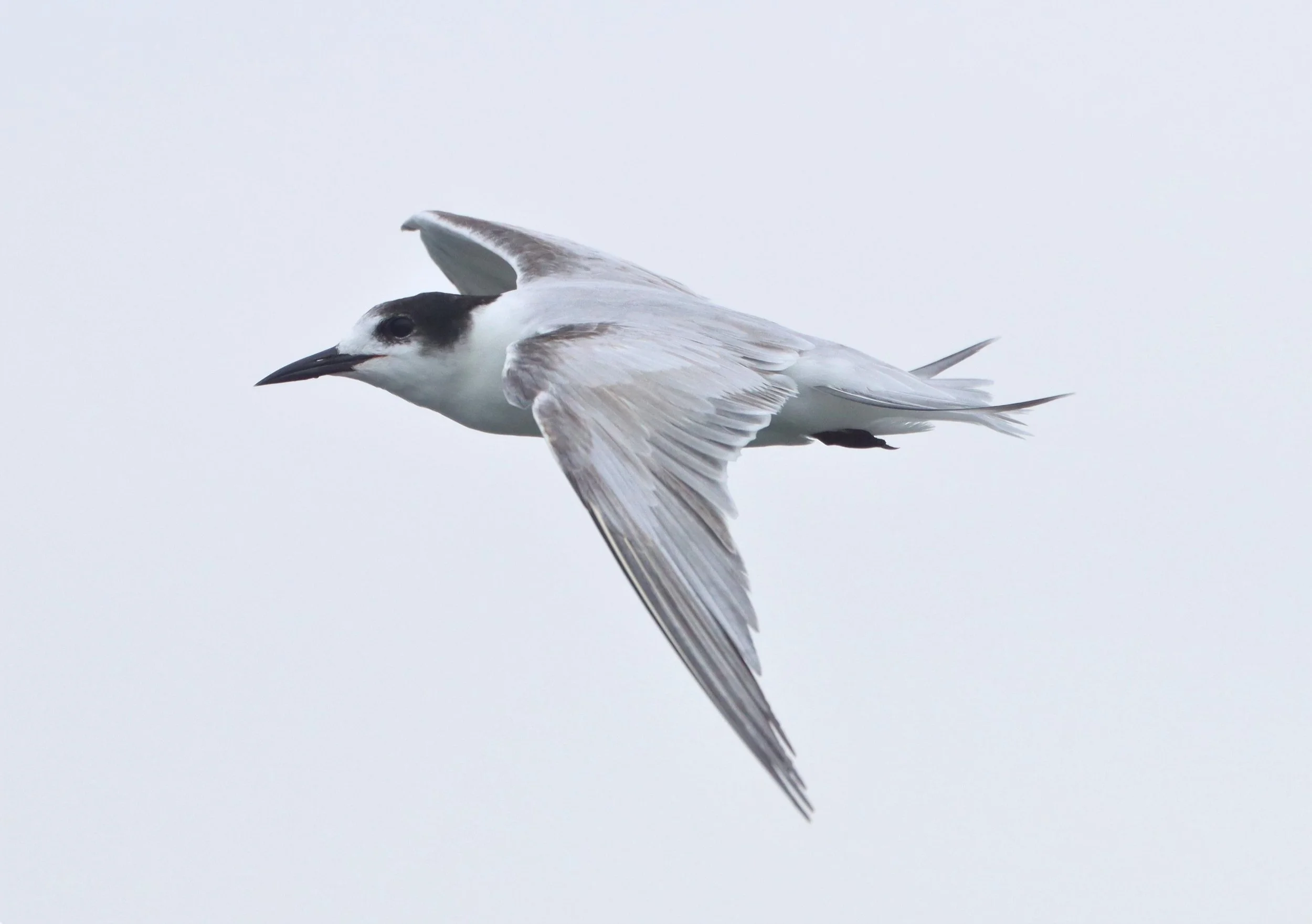 TERN - COMMON TERN - Sterna hirundo - UPPER SIAM GULF NEAR BKK (1).jpg