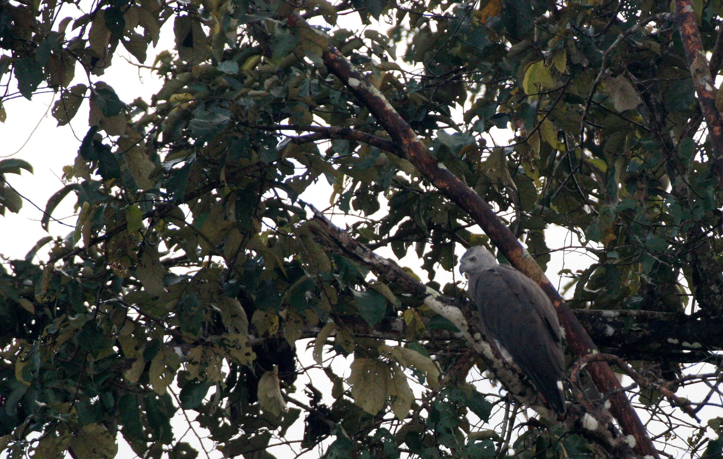 Haliaeetus ichthyaetus - GREY-HEADED FISH EAGLE - ICHTHYOPHAGA ICHTHYAETUS - KINABATANGAN RIVER BORNEO  (3).JPG