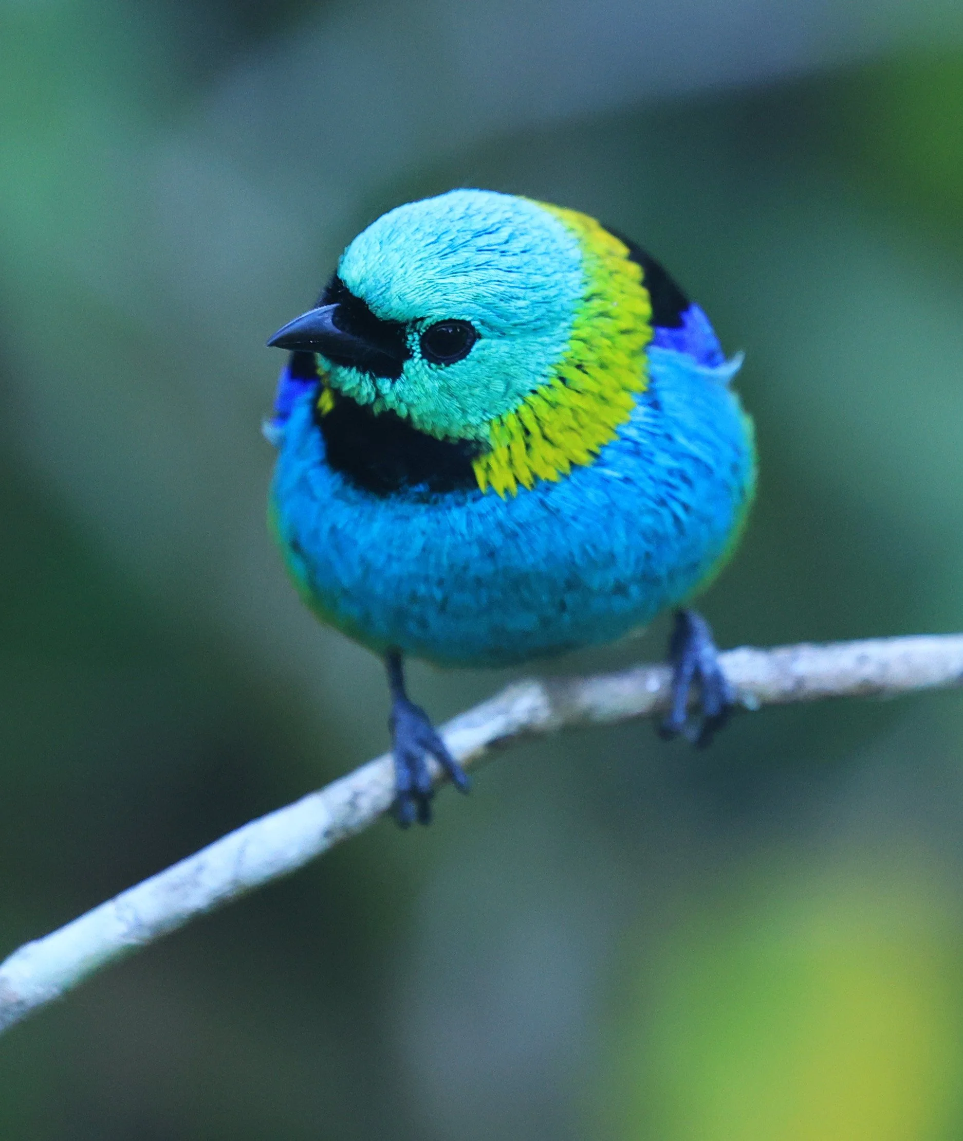 Green-headed Tanager (Tangara seledon)  Superagui National Park, Brazil (193).jpg