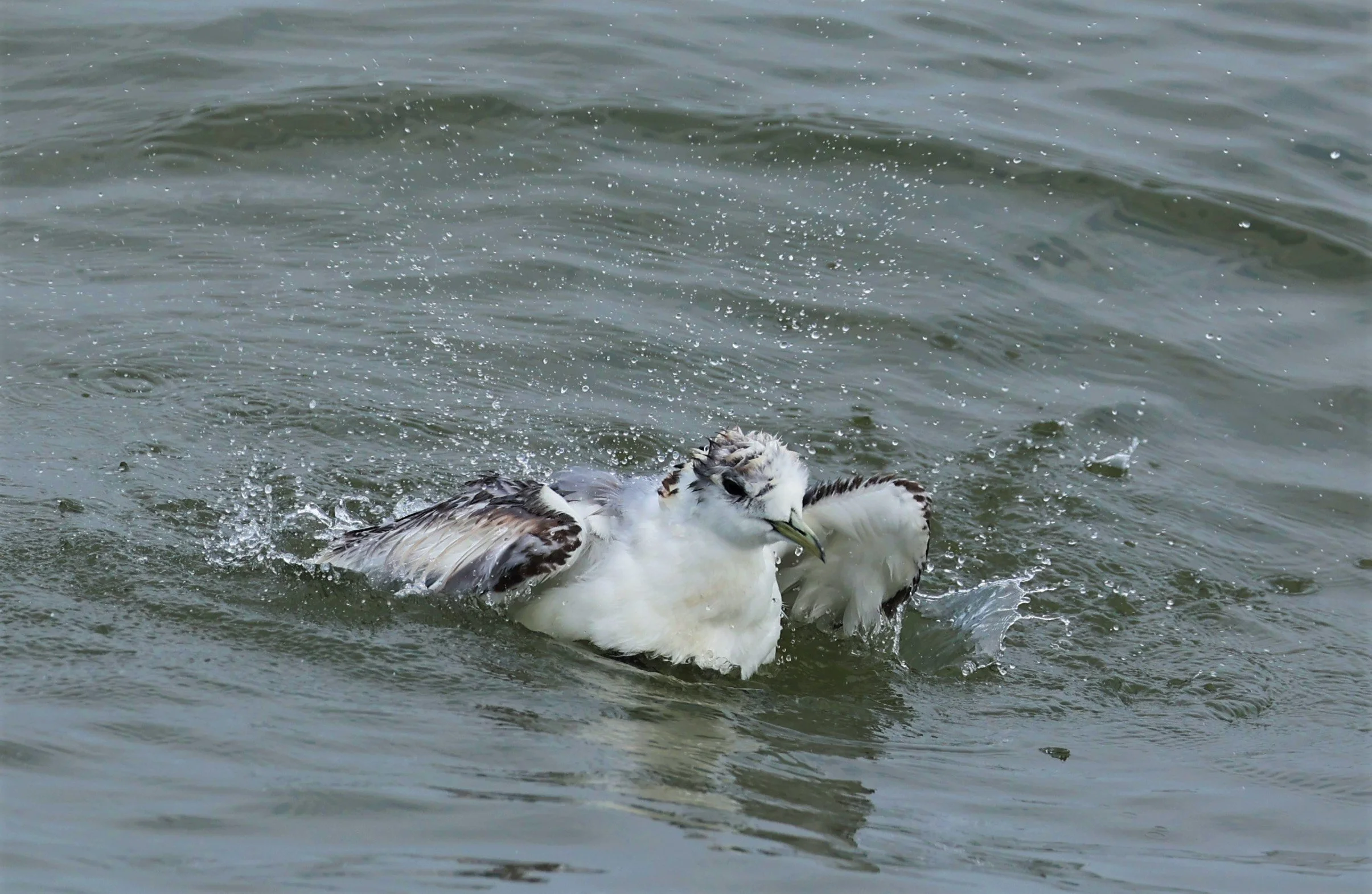 KITTIWAKE - BLACK-LEGGED KITTIWAKE - Rissa tridactyla - GULF OF SIAM OFF BANGKOK & SAMUT SAKHORN FEB 05 2022 (48).jpg