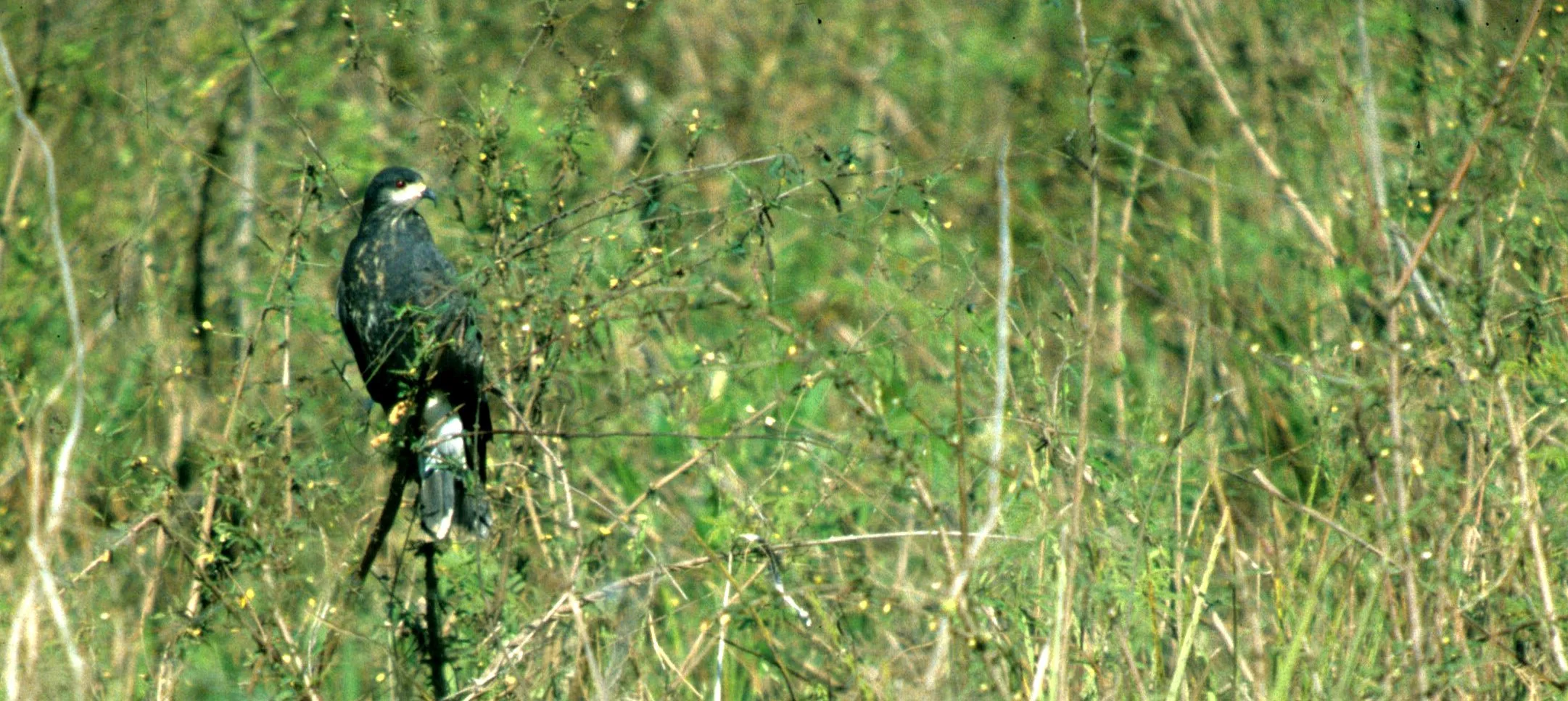 Rostrhamus sociabilis - SNAIL KITE - PANTANAL (2).jpg