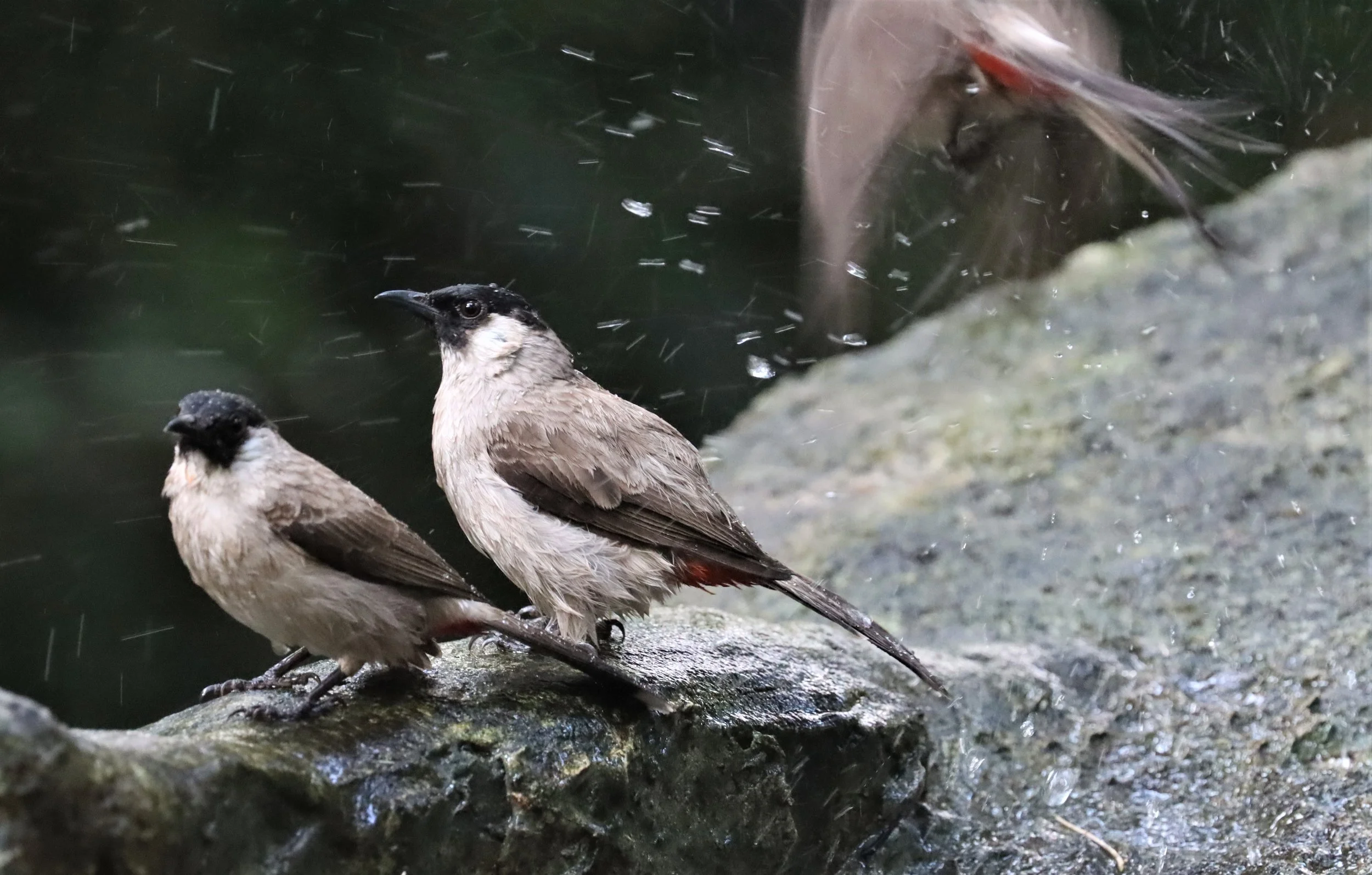 BULBUL - SOOTY-HEADED BULBUL - Pycnonotus aurigaster - WAT THAM PRATHUN CHONBURI (9).jpg