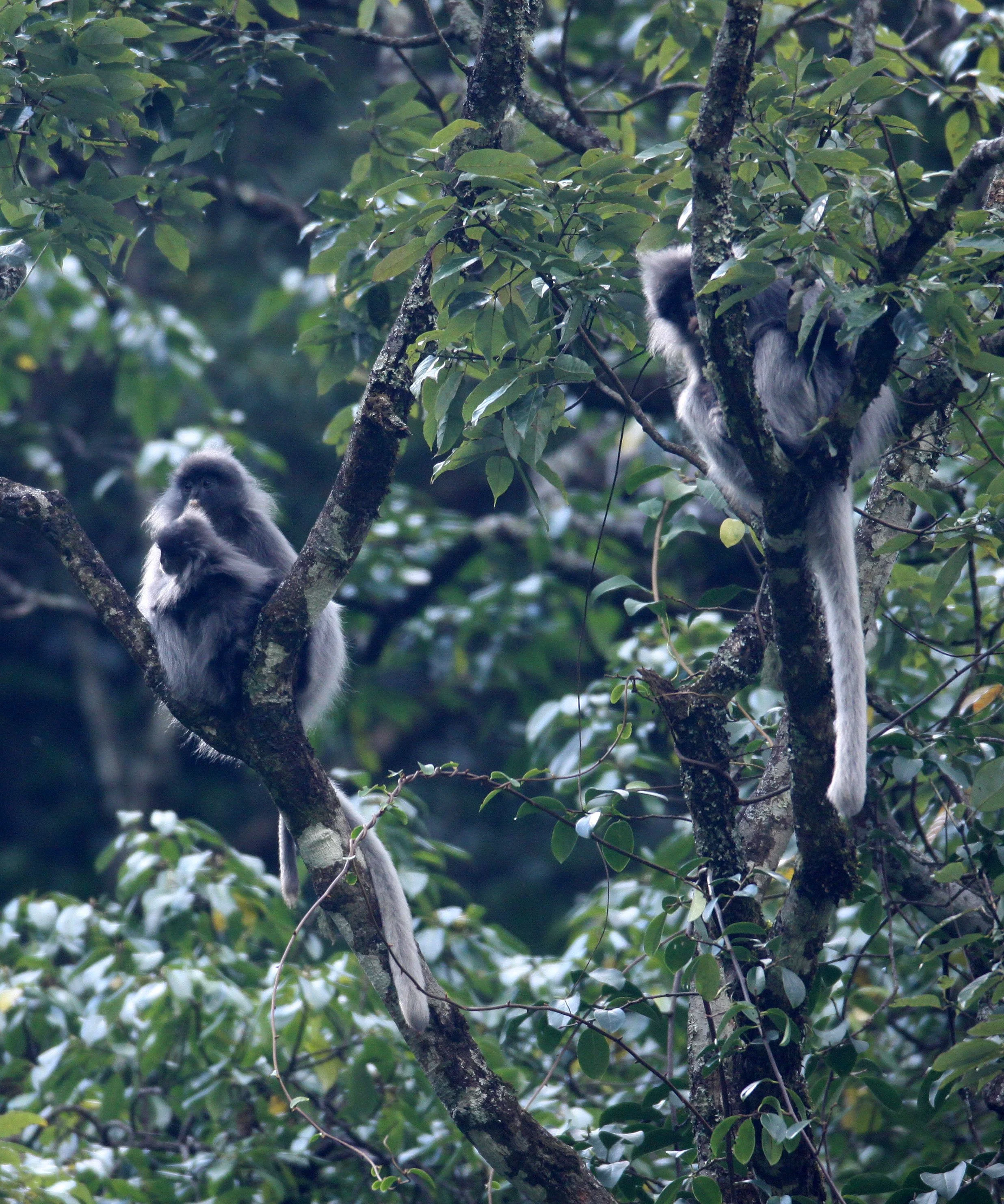 CERCOPITHECIDAE - Trachypithecus crepusculus - INDOCHINESE GRAY LANGUR - WULIANGSHAN NATURE RESERVE YUNNAN CHINA (76).JPG