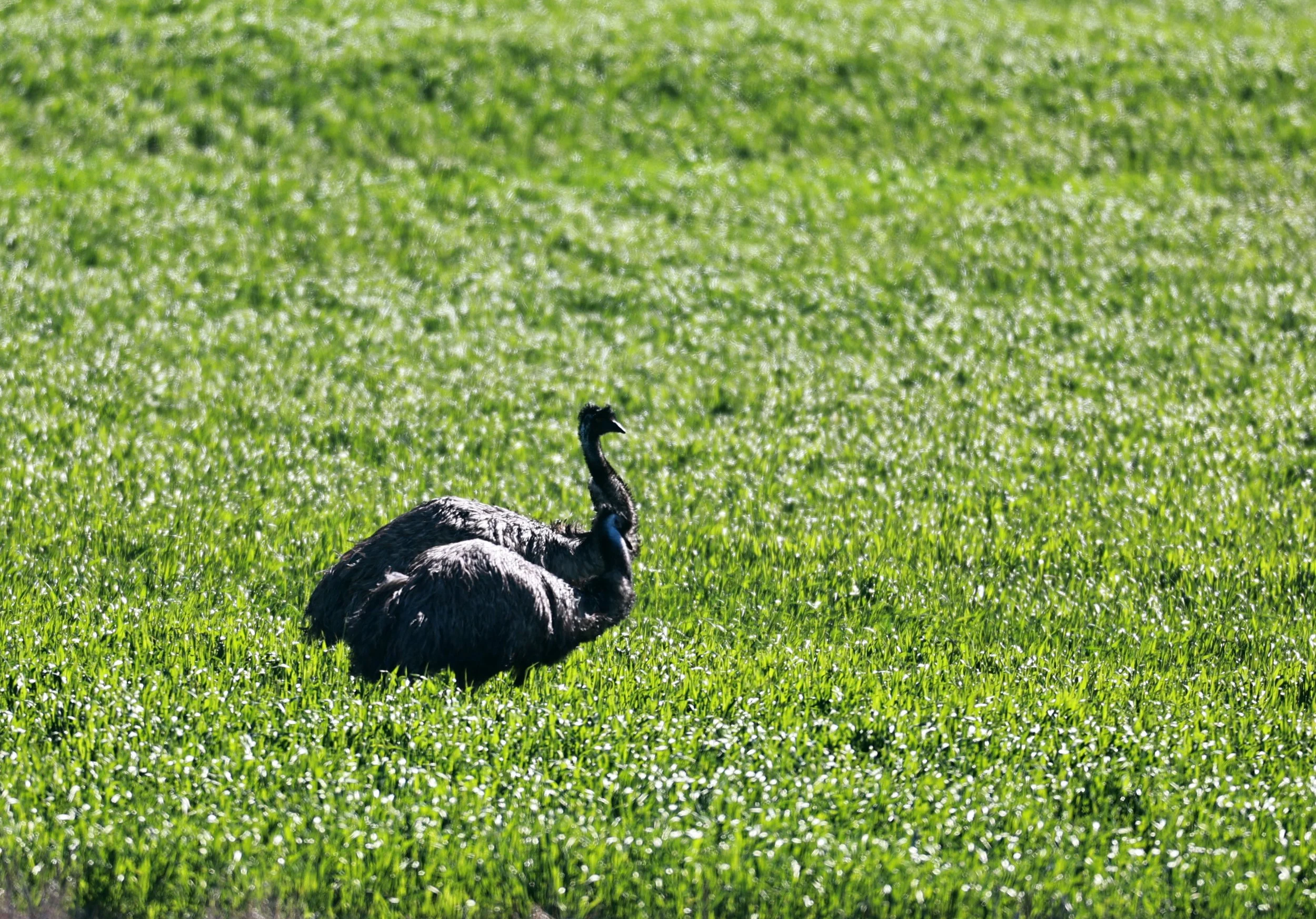 Emu (Dromaius novaehollandiae) Stirling Range NP - Western Australia (22).jpg