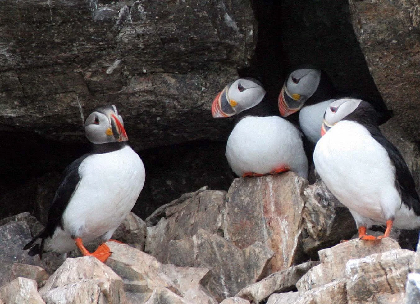 Fratercula arctica - ATLANTIC PUFFIN - SVALBARD (54).jpg
