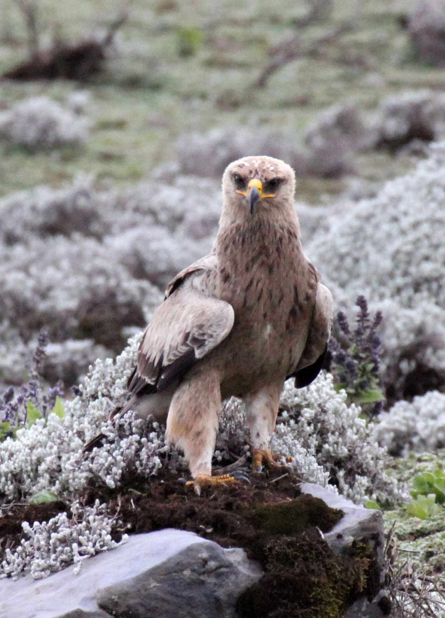 Aquila rapax - TAWNY EAGLE - BALE MOUNTAINS NATIONAL PARK ETHIOPIA aa2 (14).JPG