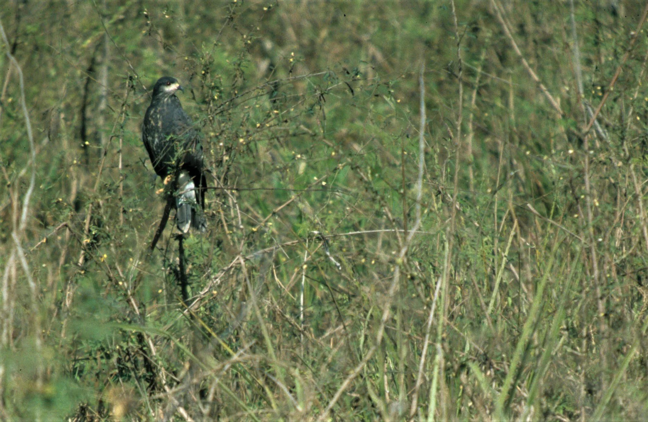 Rostrhamus sociabilis - SNAIL KITE - PANTANAL aa.jpg