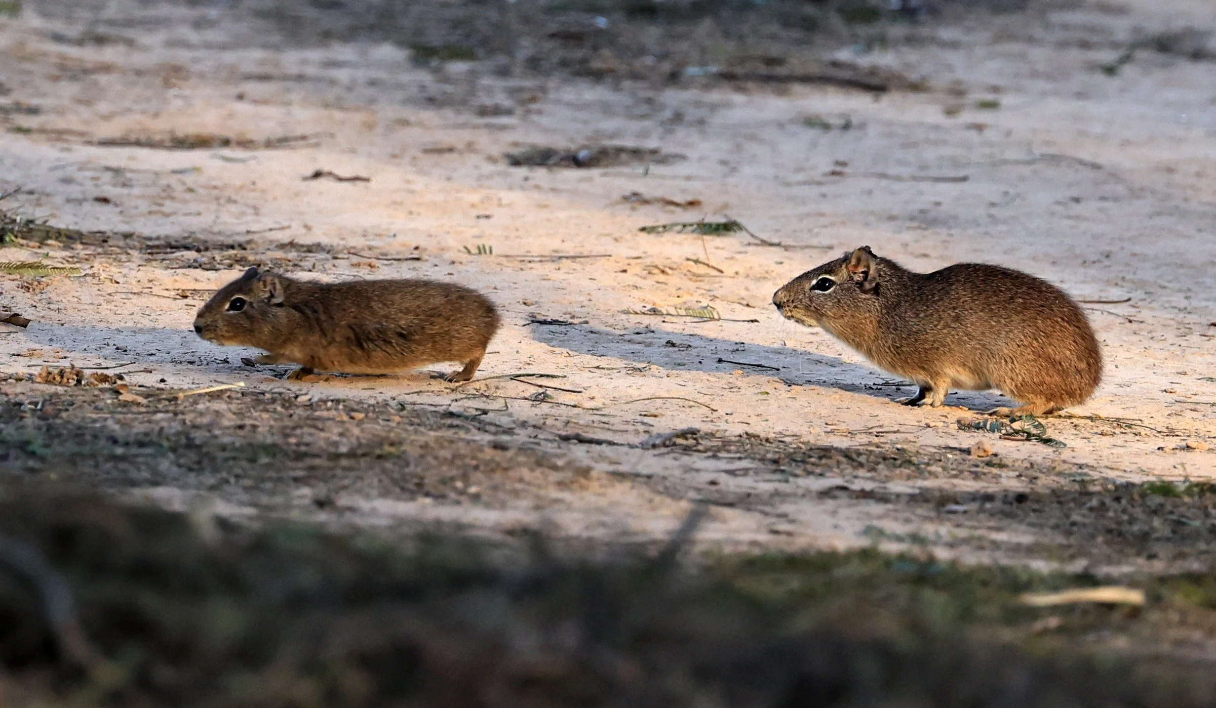 Lowland Yellow-Toothed Cavy (Galea leucoblephara) Hotel Iparoma Campestre Paraguay (29).jpg
