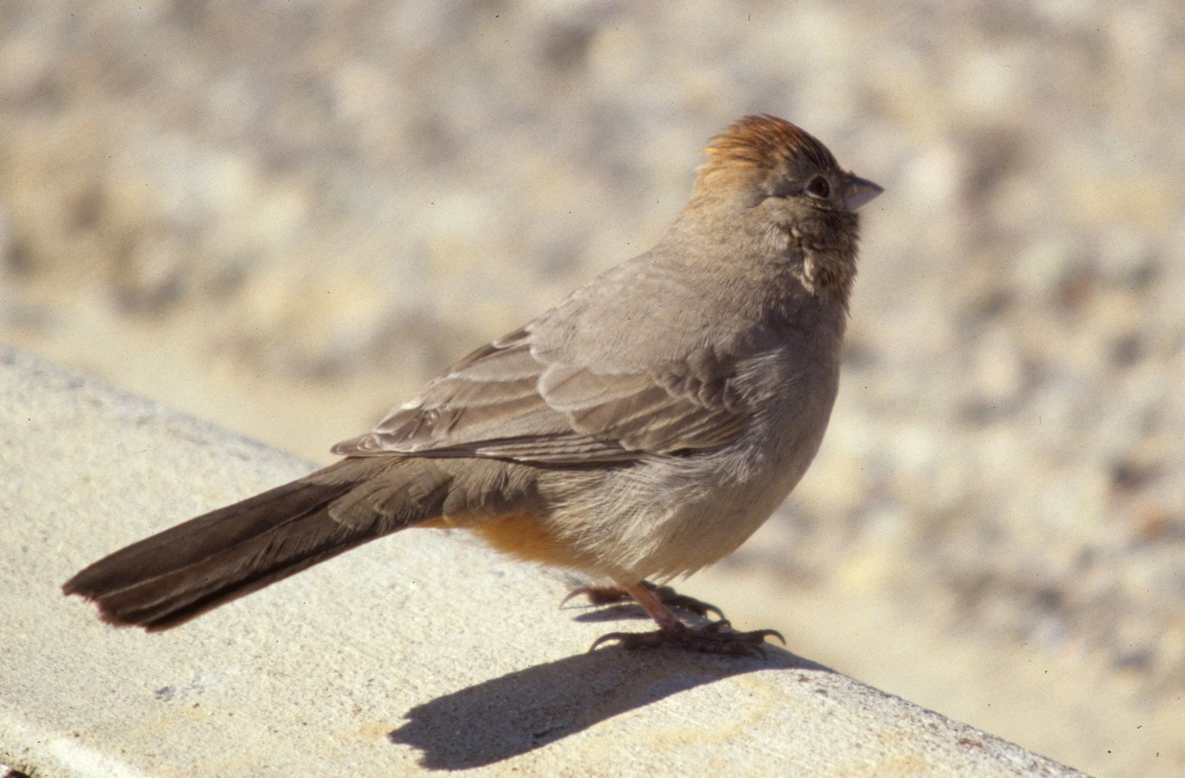 Canyon Towhee (Melozone fusca) Chaco National Monument New Mexico (4).jpg