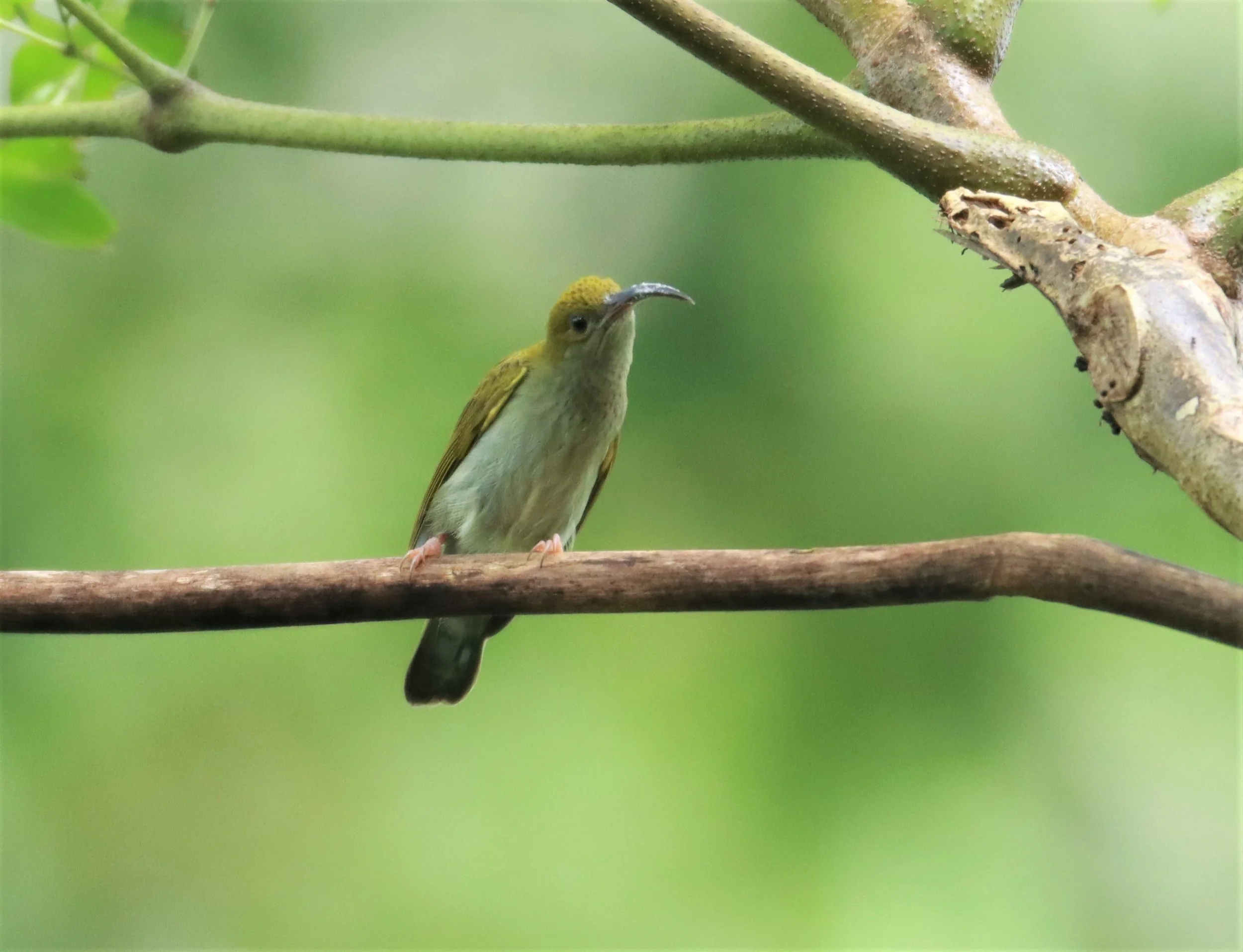 SPIDERHUNTER - GREY-BREASTED SPIDERHUNTER - Arachnothera modesta - KHAO SOK SURAT THANI (32).jpg