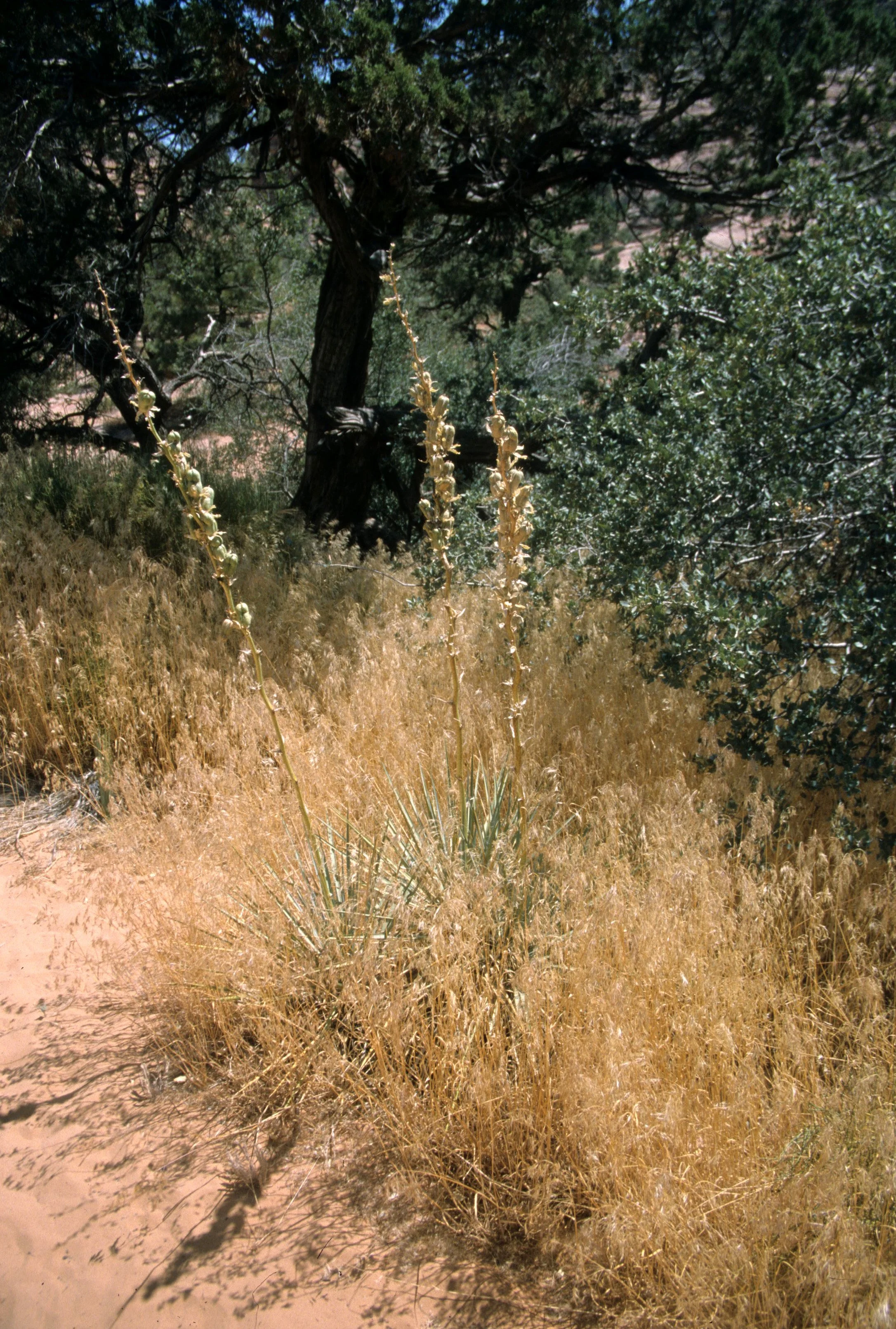 UTAH - ZION - YUCCA WHIPPLEI.jpg