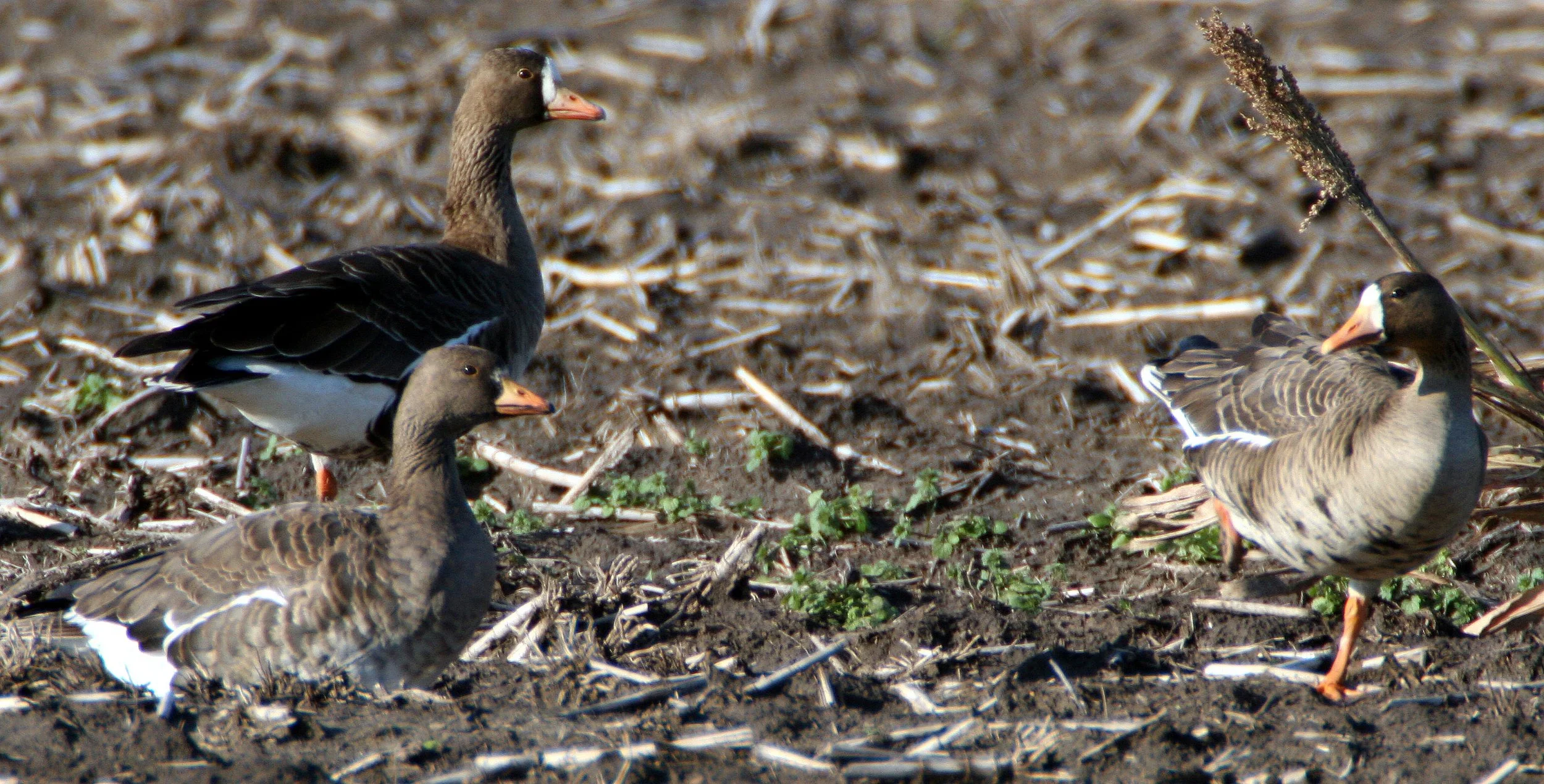 GOOSE - GREATER WHITE FRONTED - Anser albifrons - ARANSAS.jpg
