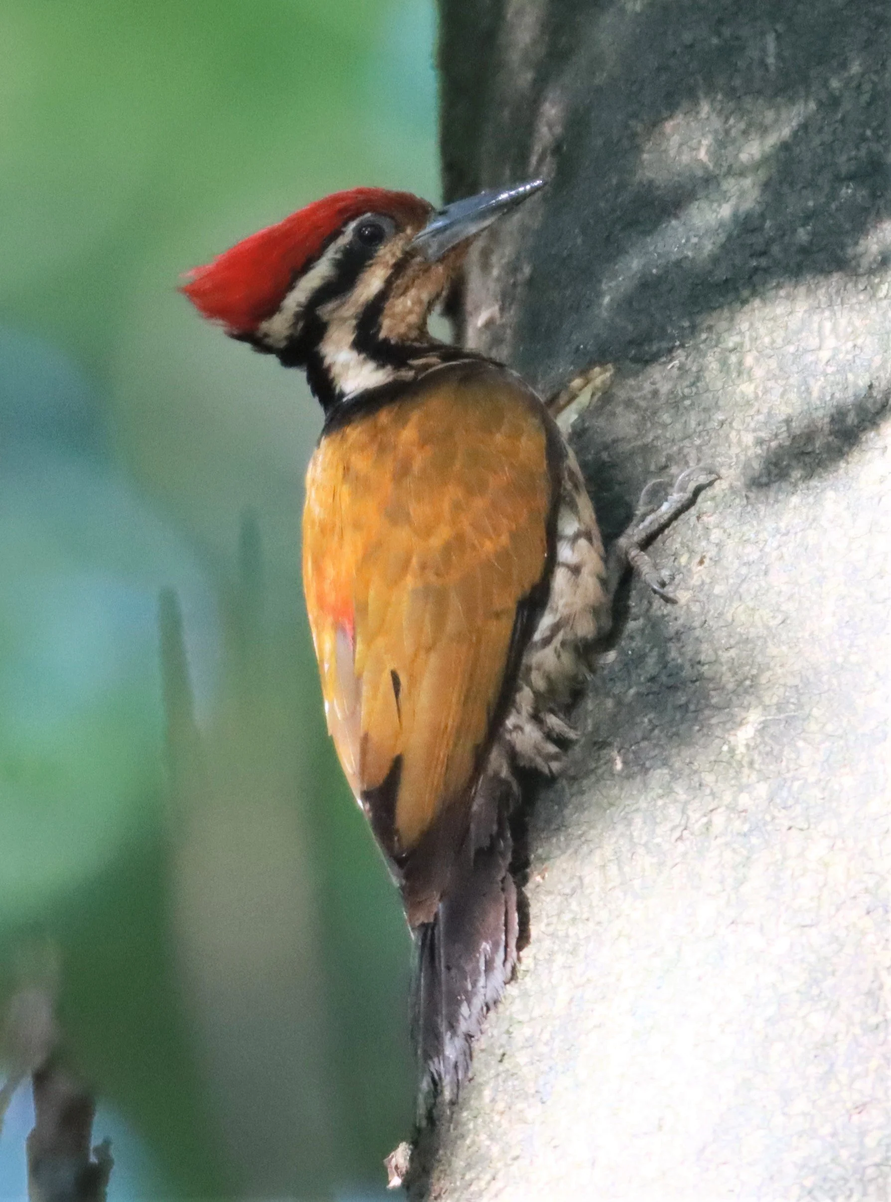 WOODPECKER - COMMON FLAMEBACK - Dinopium javenense - AO PHANG NGA NATIONAL PARK AREA (48).jpg