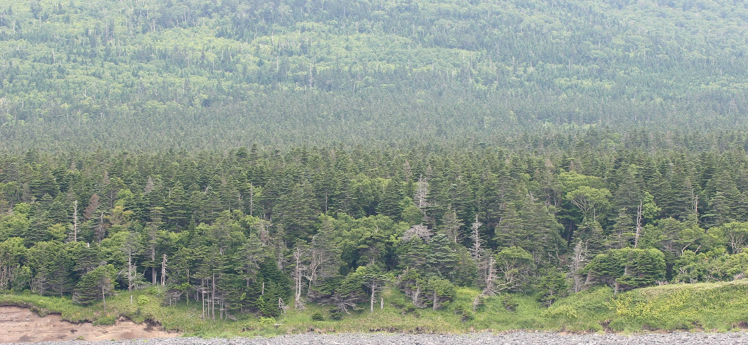 KURIL ISLANDS - FLORA  (11).jpg