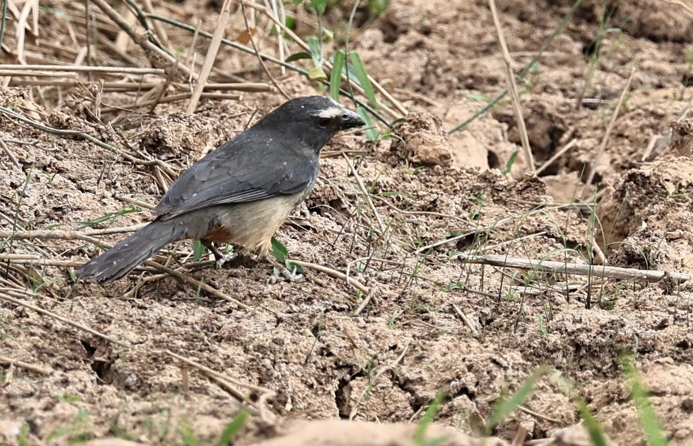 Green-winged Saltator (Saltator similis) Agua Dulce Paraguay (2).jpg