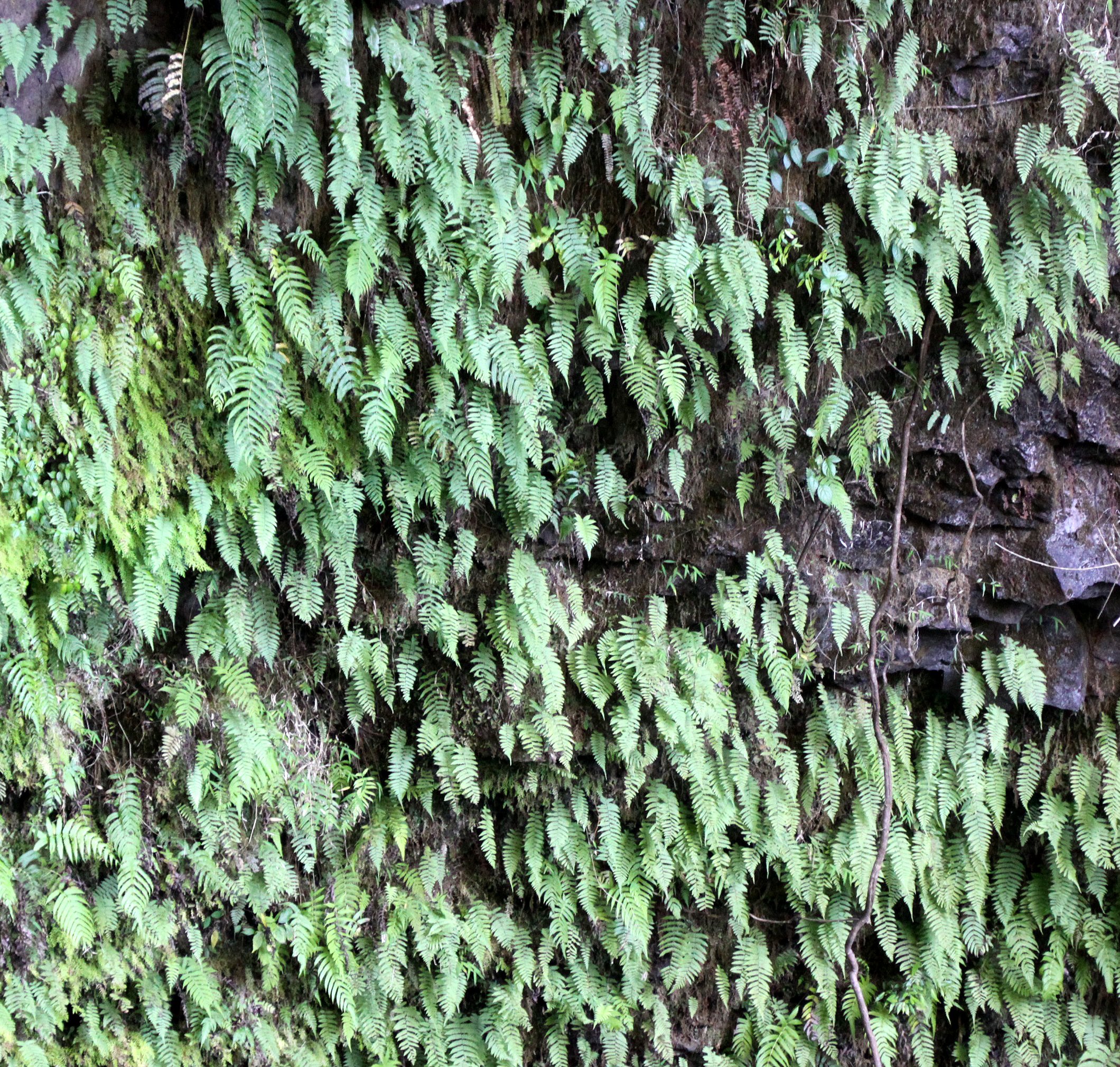 PLANT - FERN SPECIES - AT SACRED FALLS - MONTAGNE D'AMBRE NATIONAL PARK MADAGASCAR.JPG